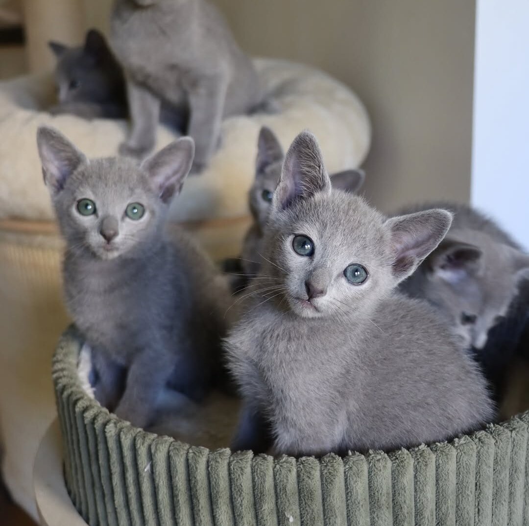 Russian blue cat image 1