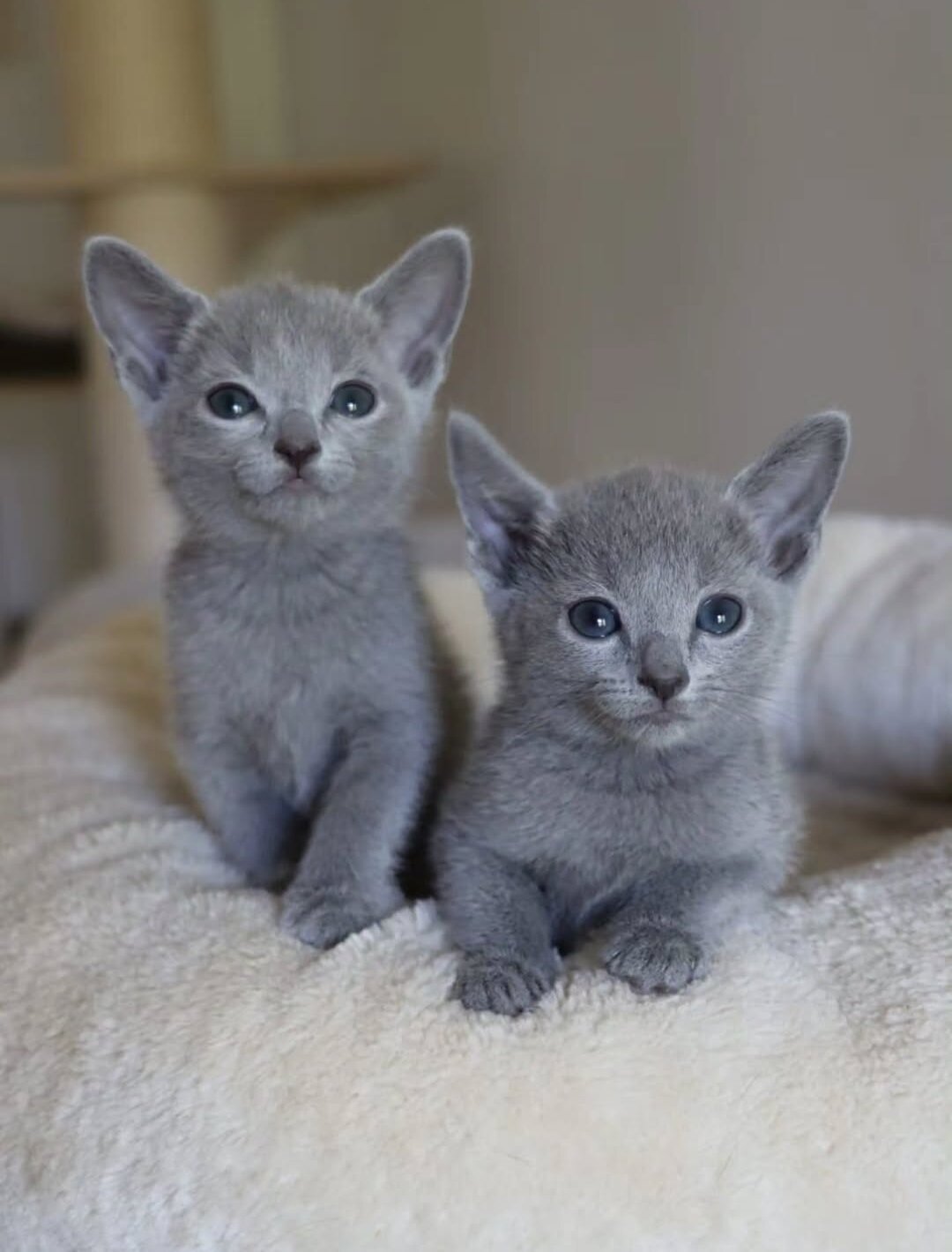 Russian blue kitten image 1
