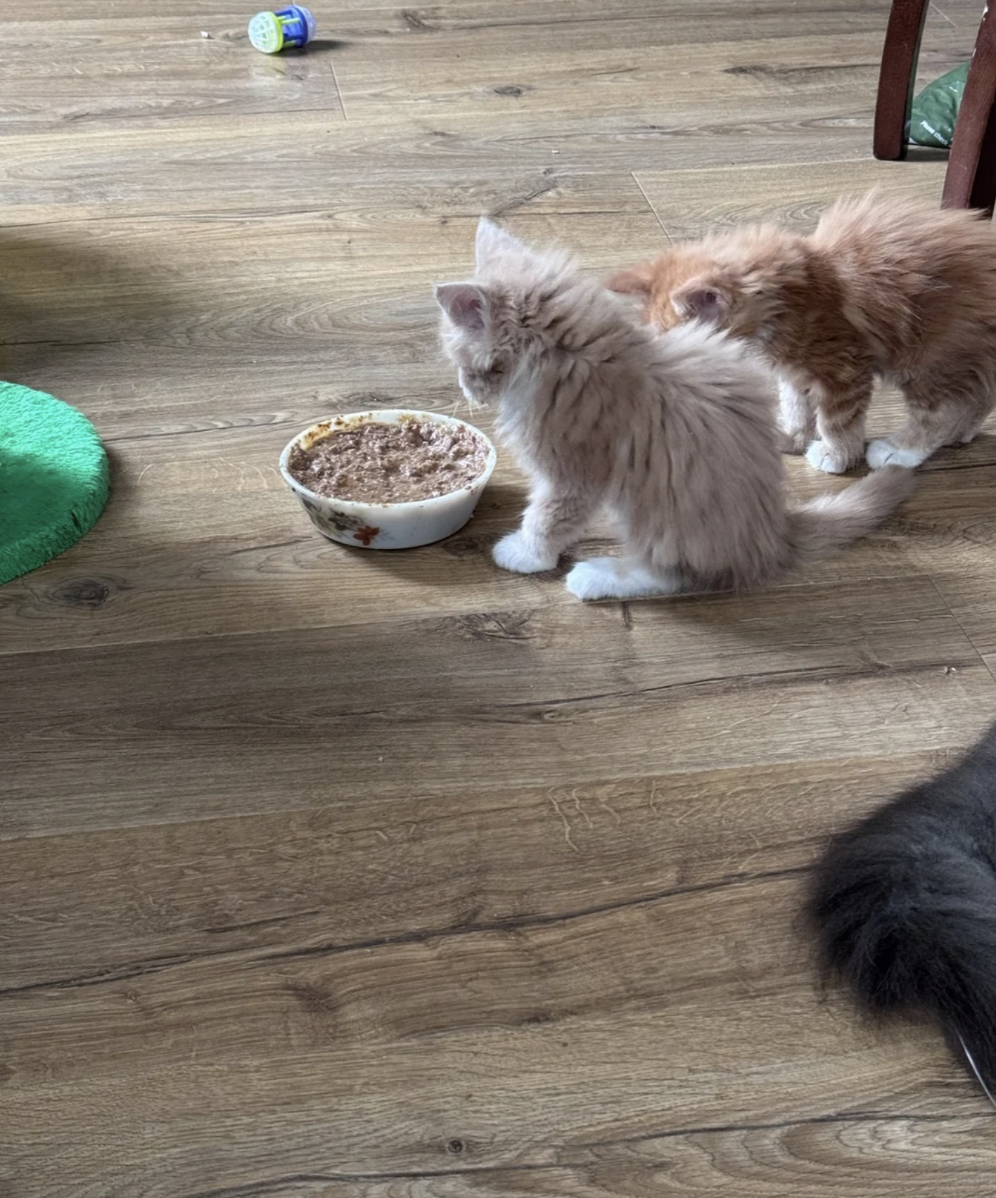 Maine Coon kittens image 1