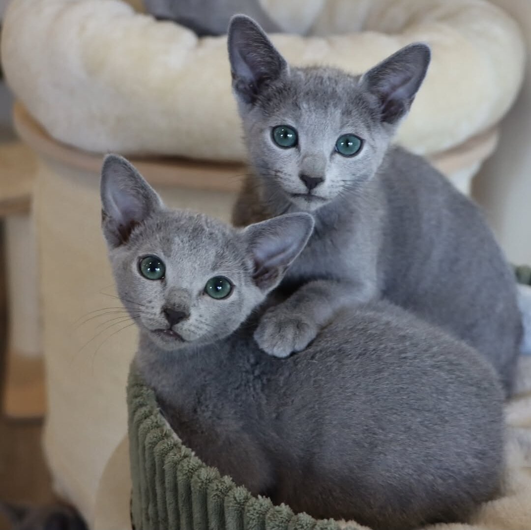 Lovely Russian blue kitten image 1