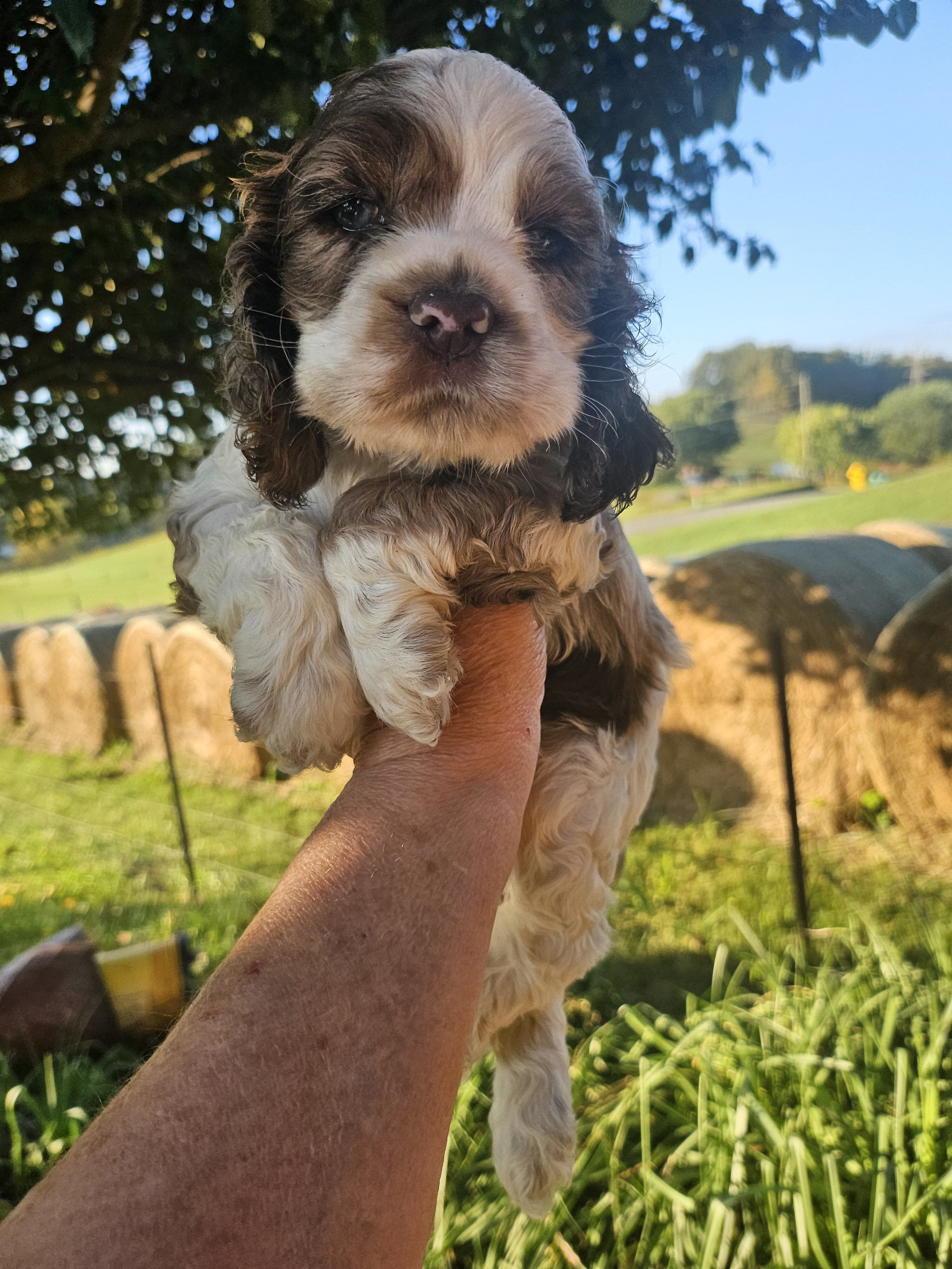 Cocker Spaniel image 2