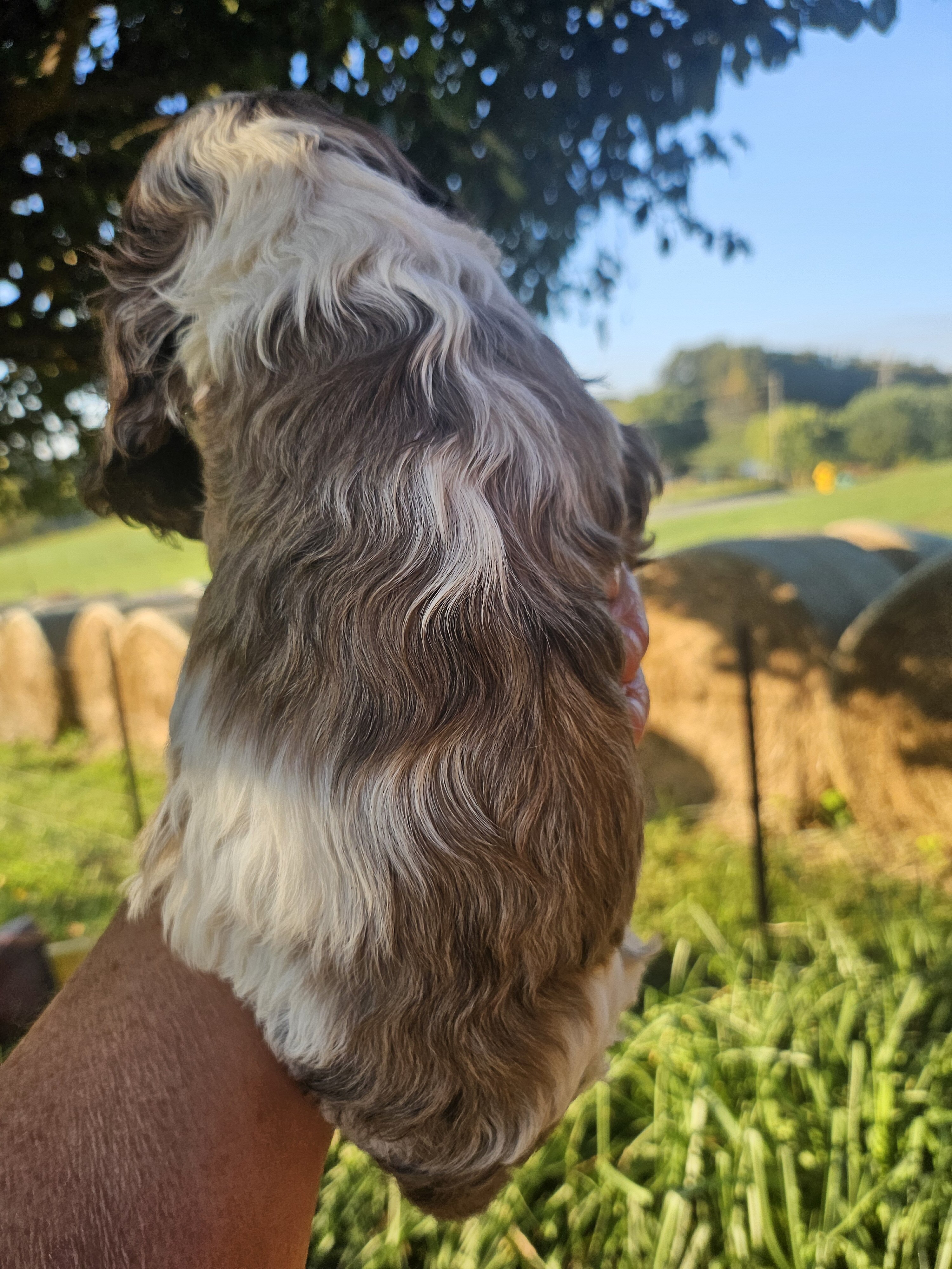 Cocker Spaniel image 3