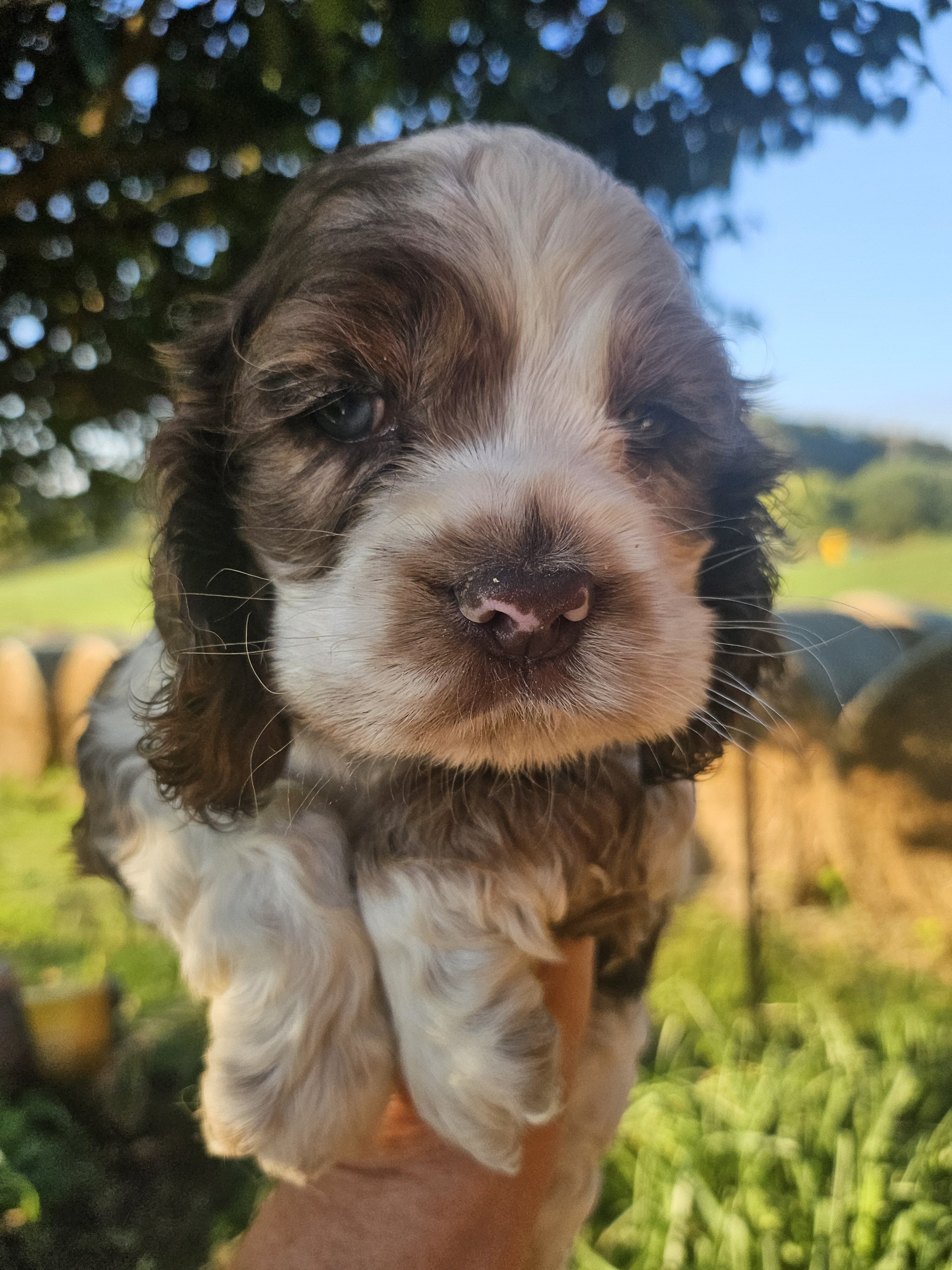 Cocker Spaniel image 4
