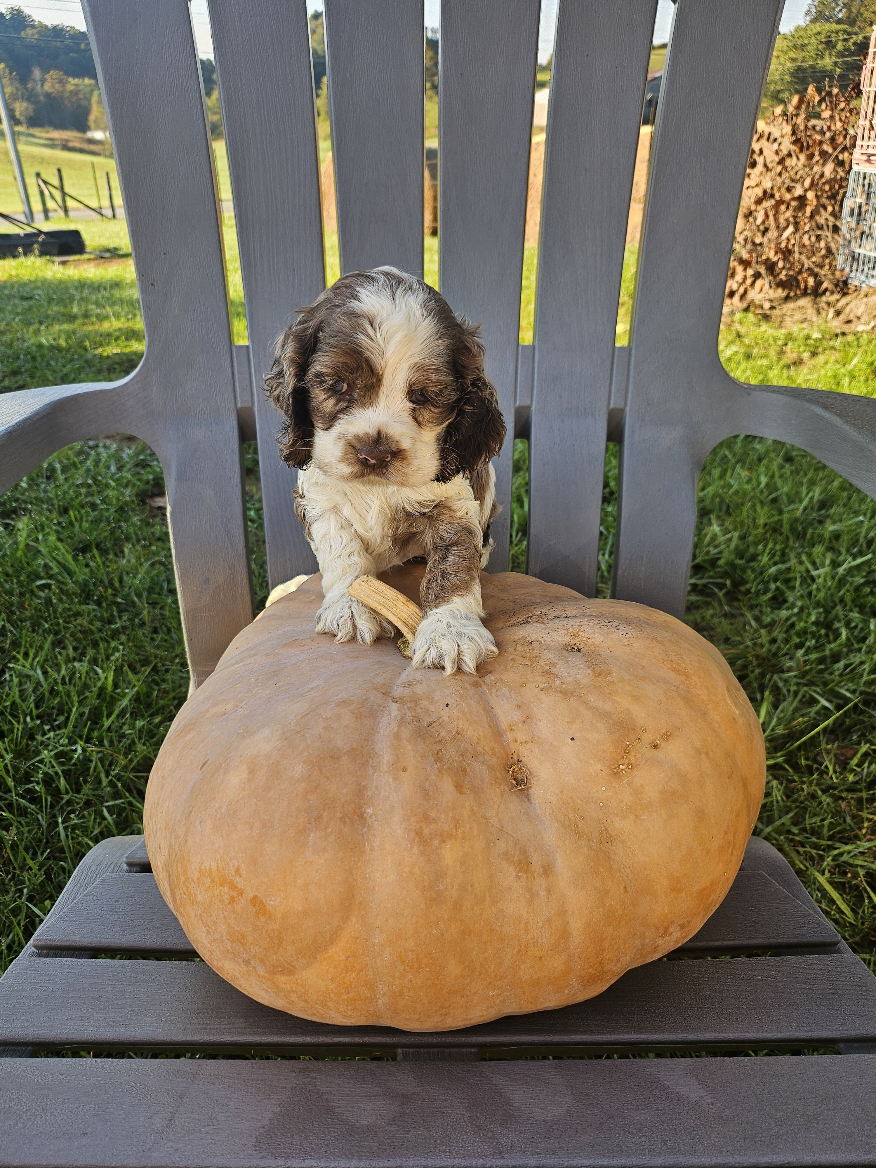 Cocker Spaniel image 5