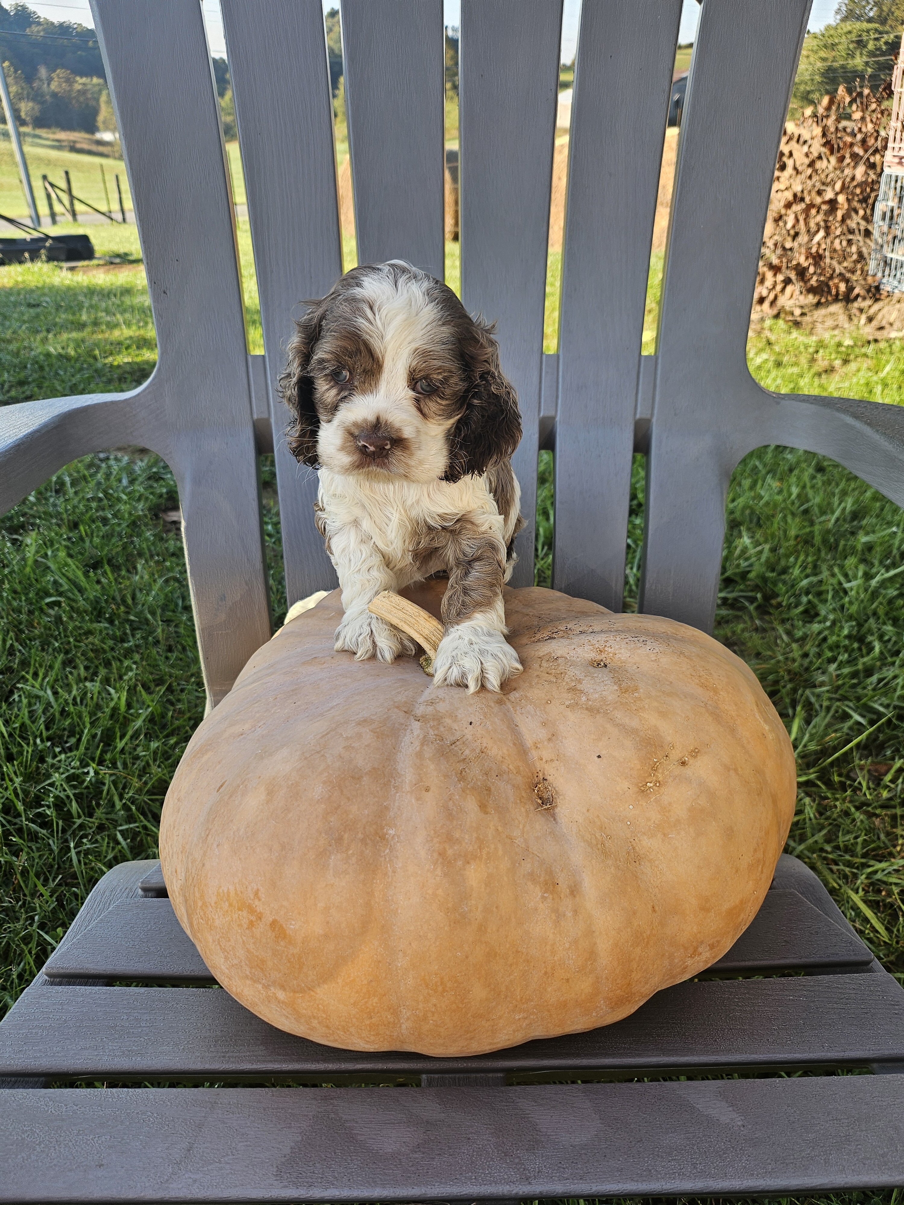 Cocker Spaniel image 1