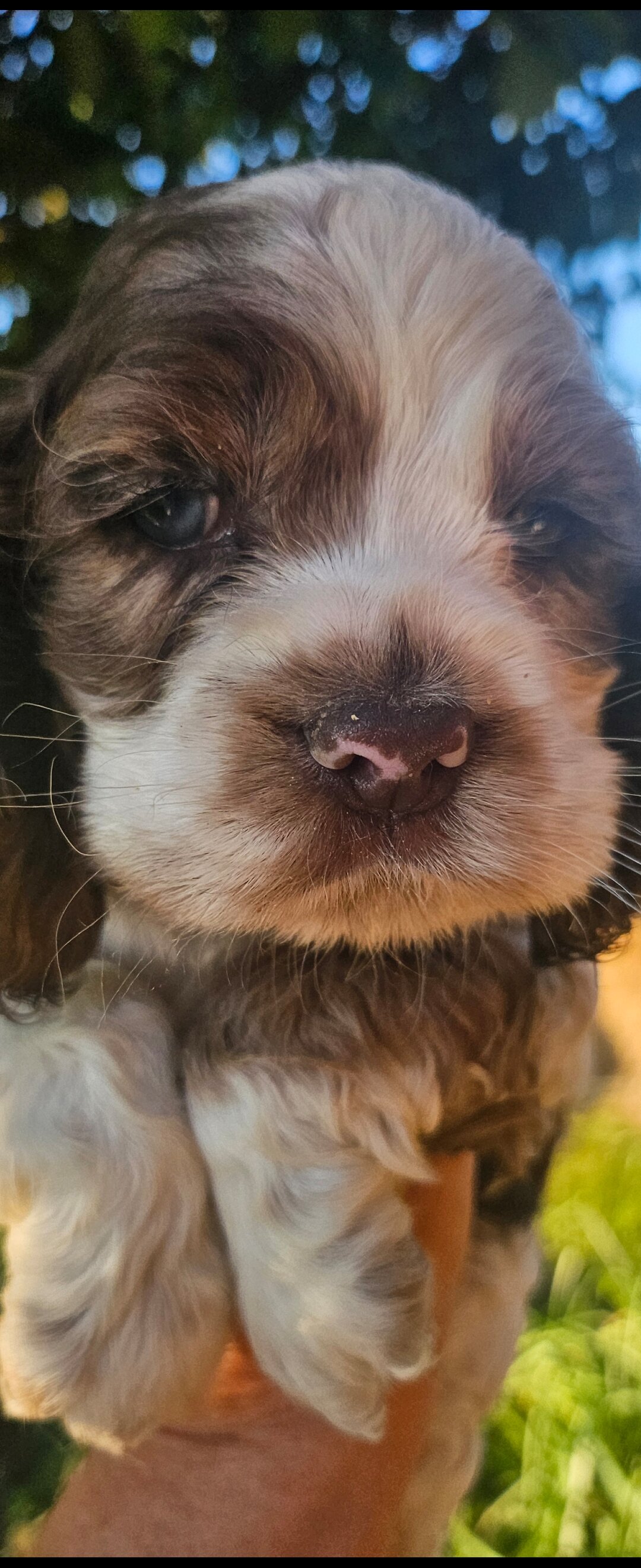 Cocker Spaniel image 6