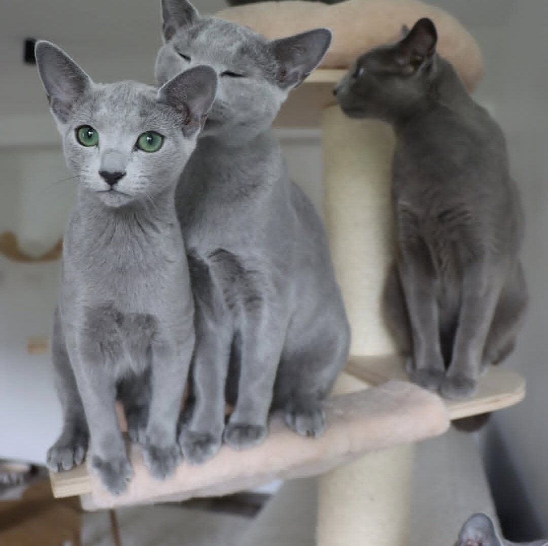 Affectionate Russian blue kitten image 1