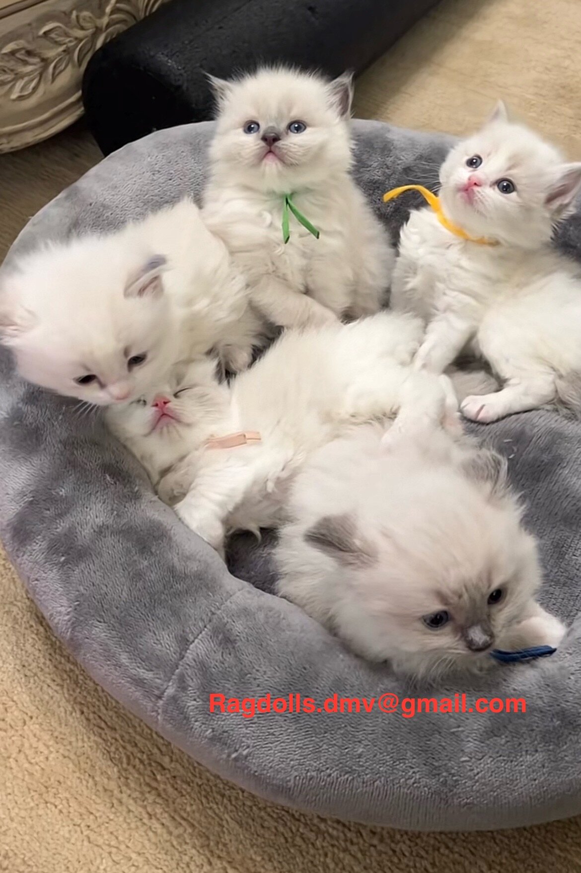 Ragdoll Kittens - Male and Females image 1
