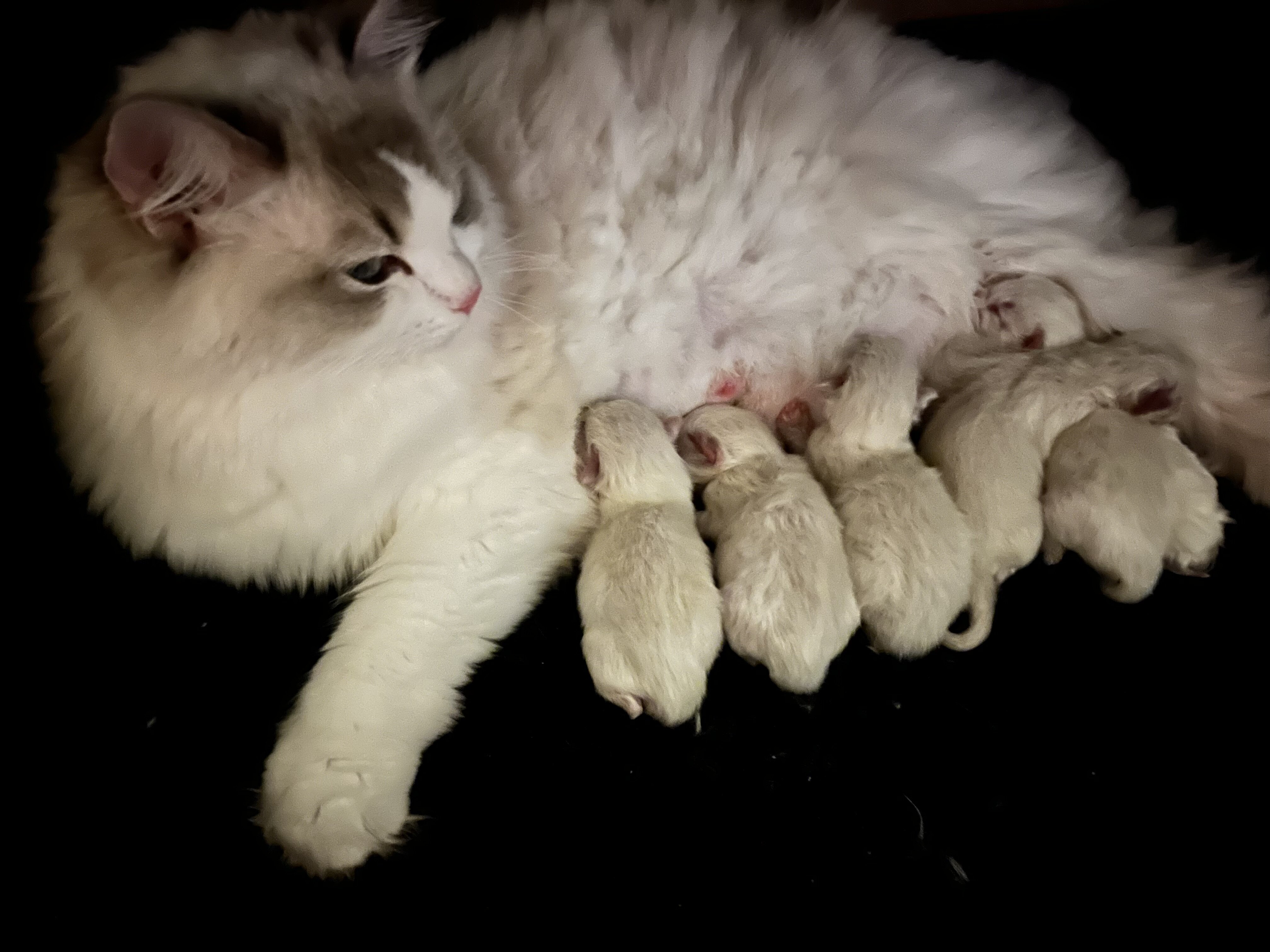 Ragdoll Kittens - Male and Females image 3