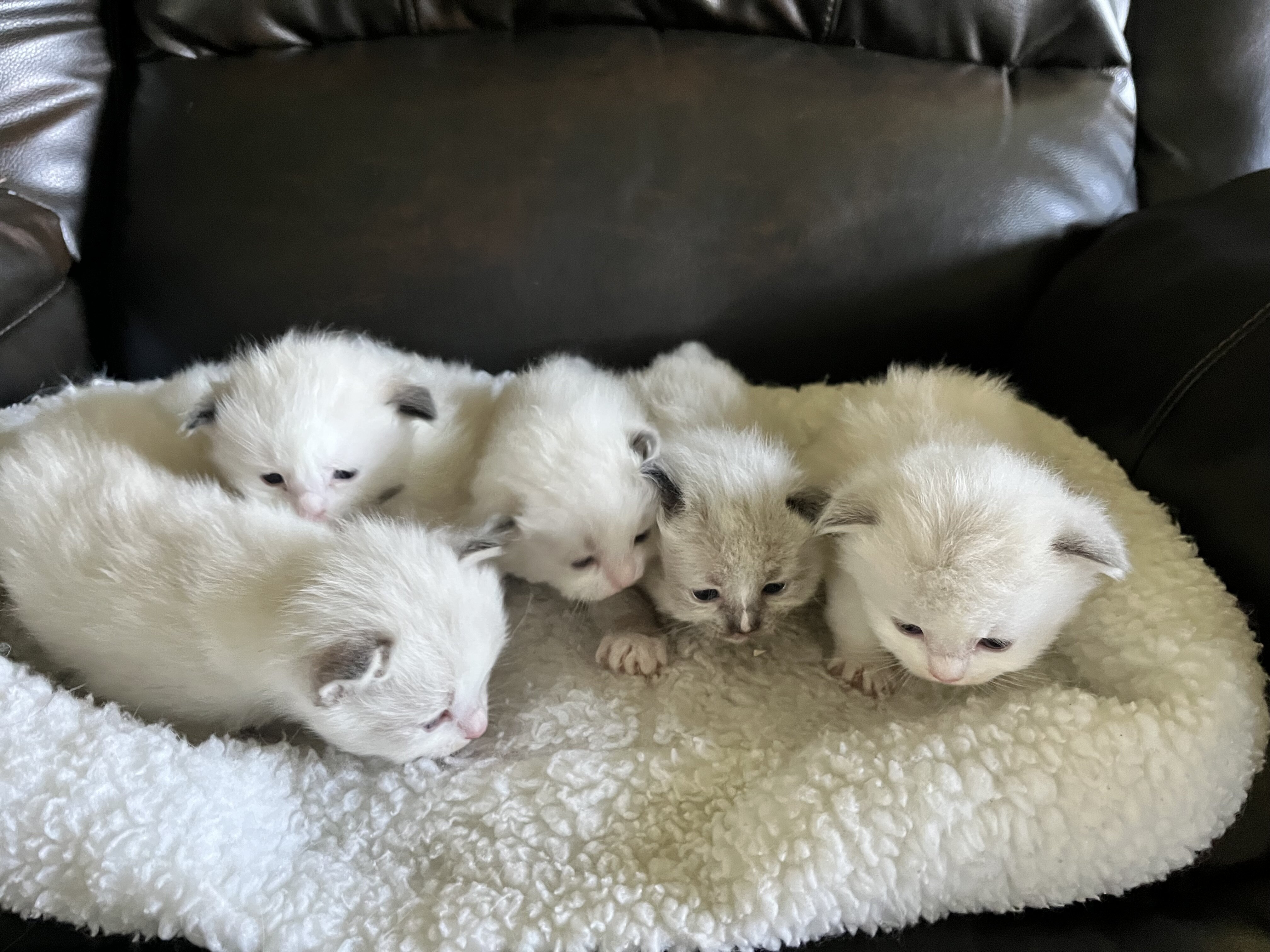 Ragdoll Kittens - Male and Females image 2
