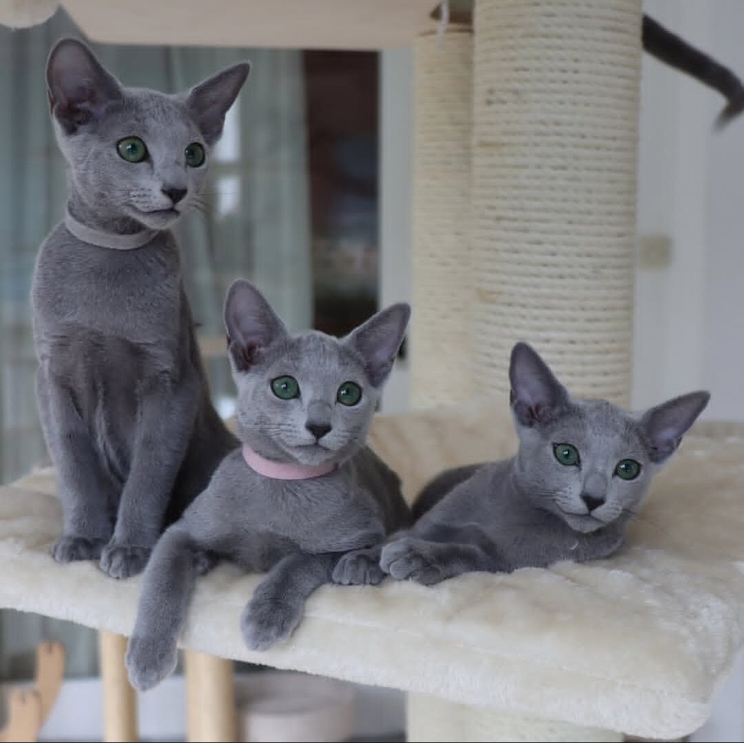 Home Raised Ragdoll Kittens. image 1
