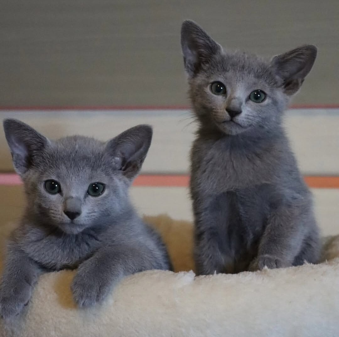 Pet Russian blue kitten image 1