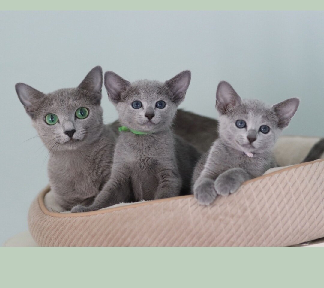 Adorable Russian blue kitten image 1