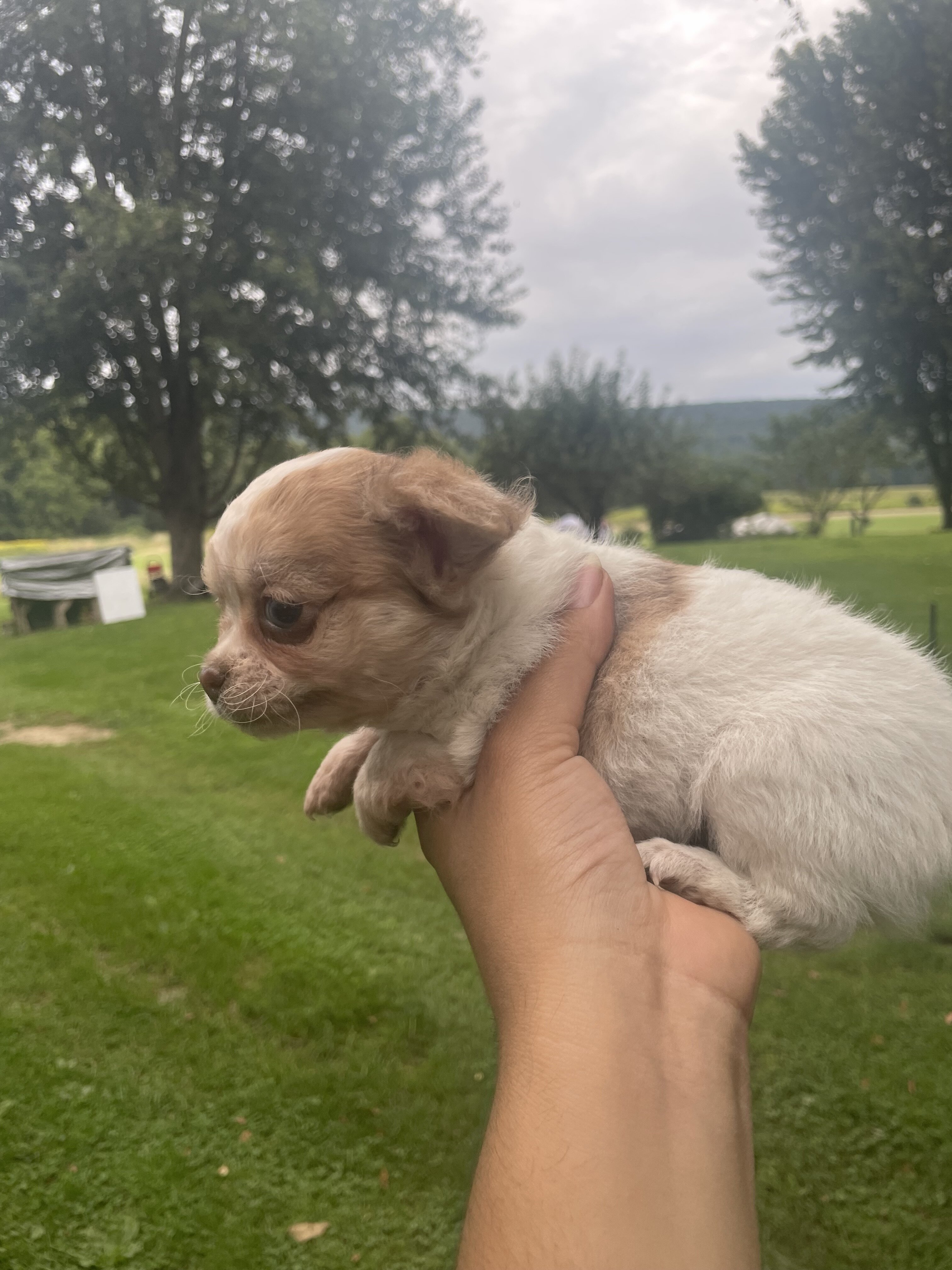 Long hair Chihuahuas image 6