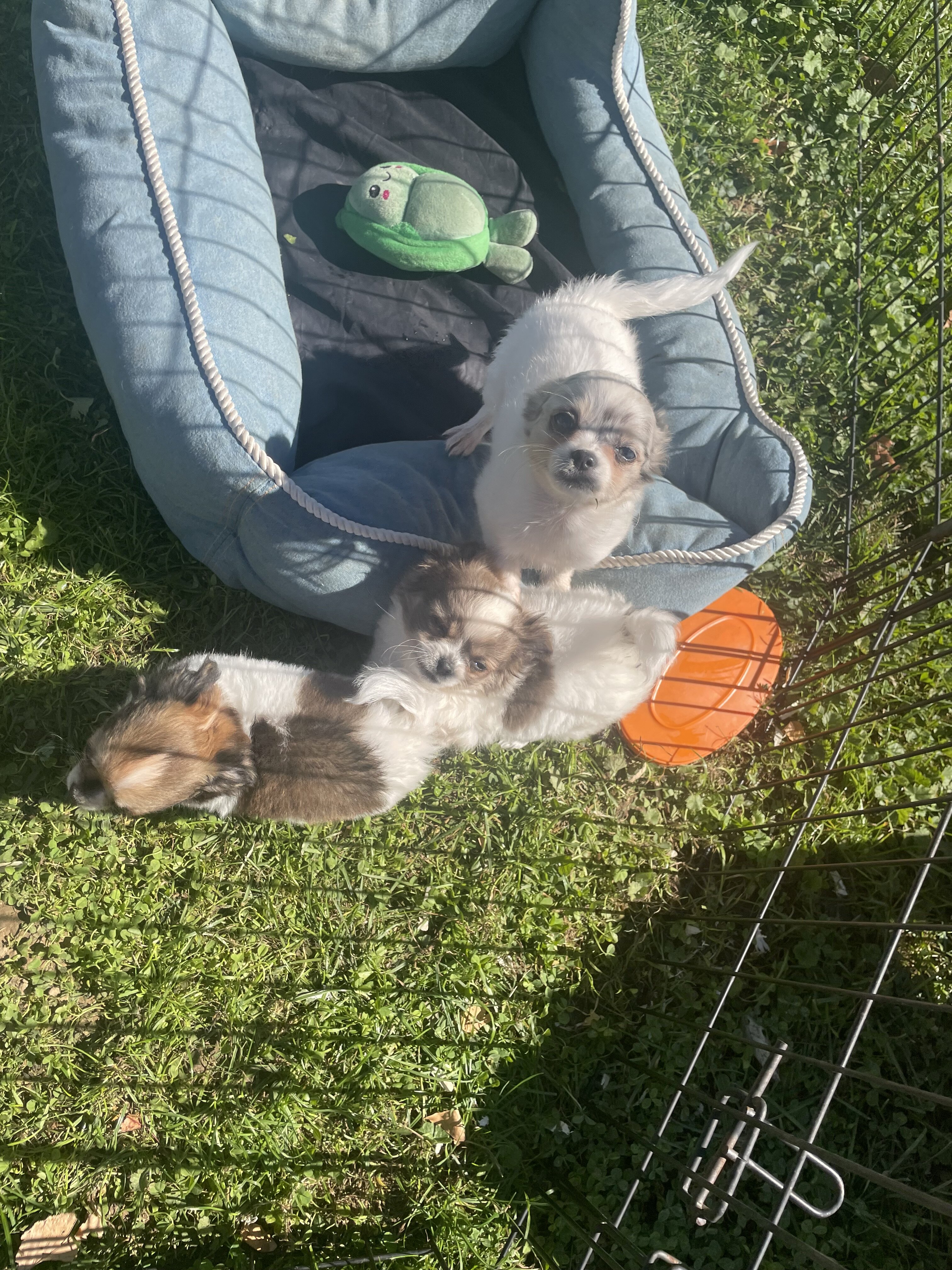 Long hair Chihuahuas image 2