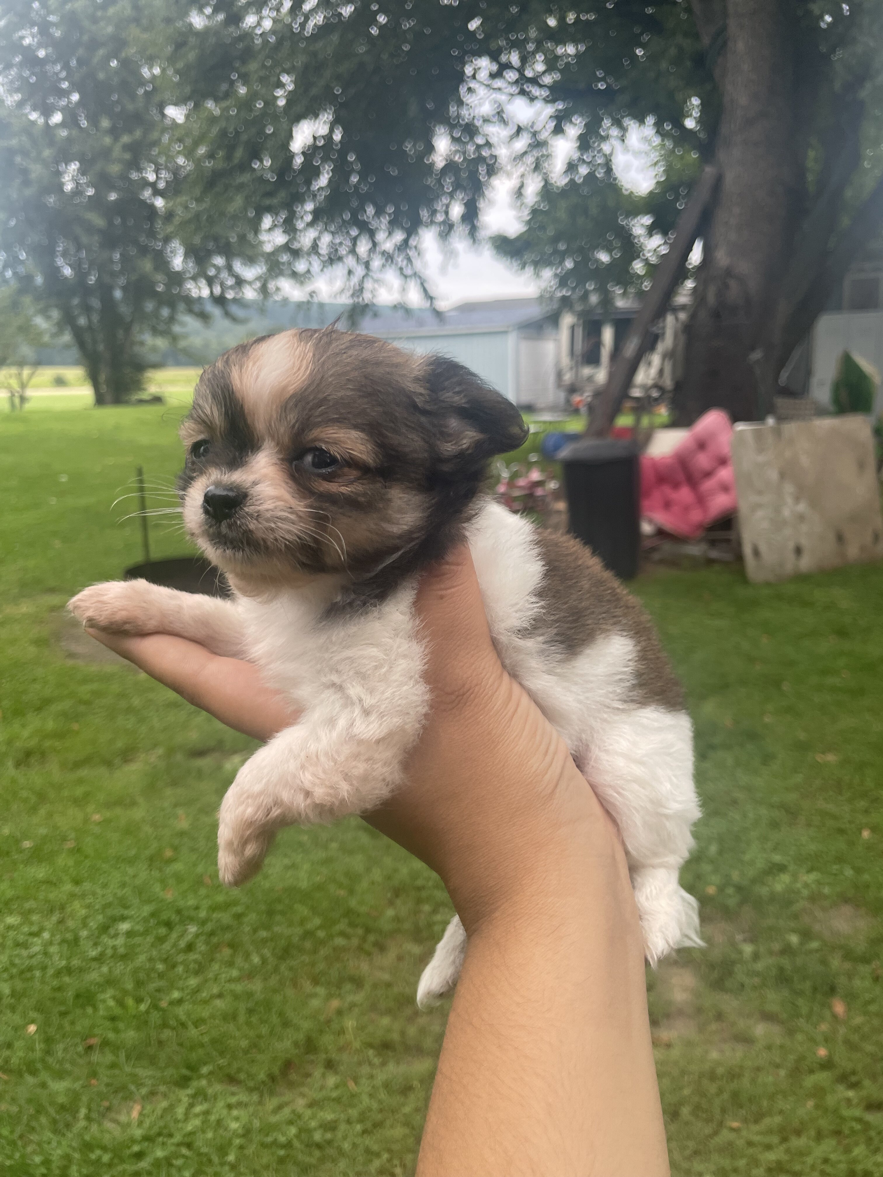 Long hair chihuahua puppies image 7