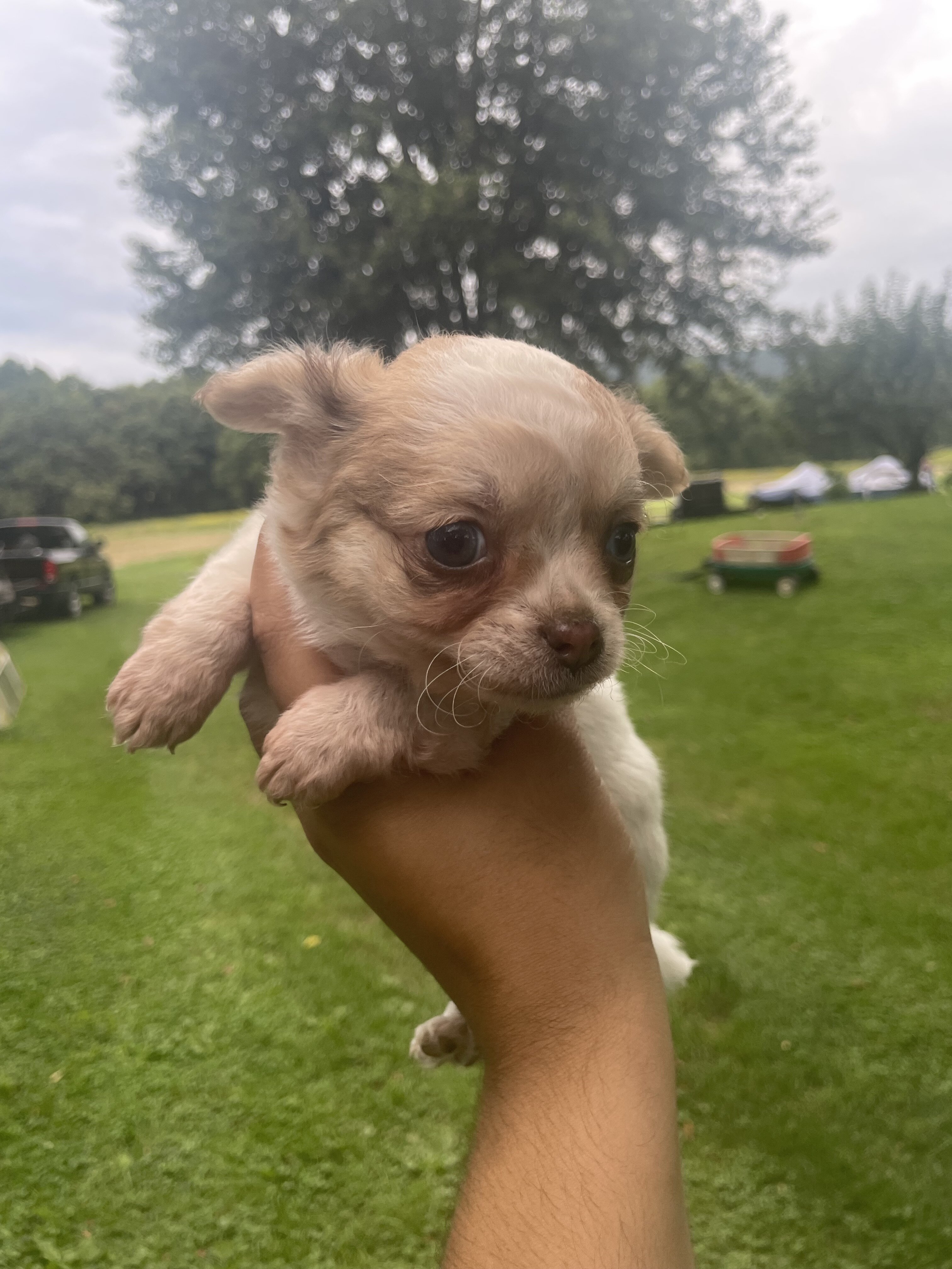 Long hair chihuahua puppies image 6