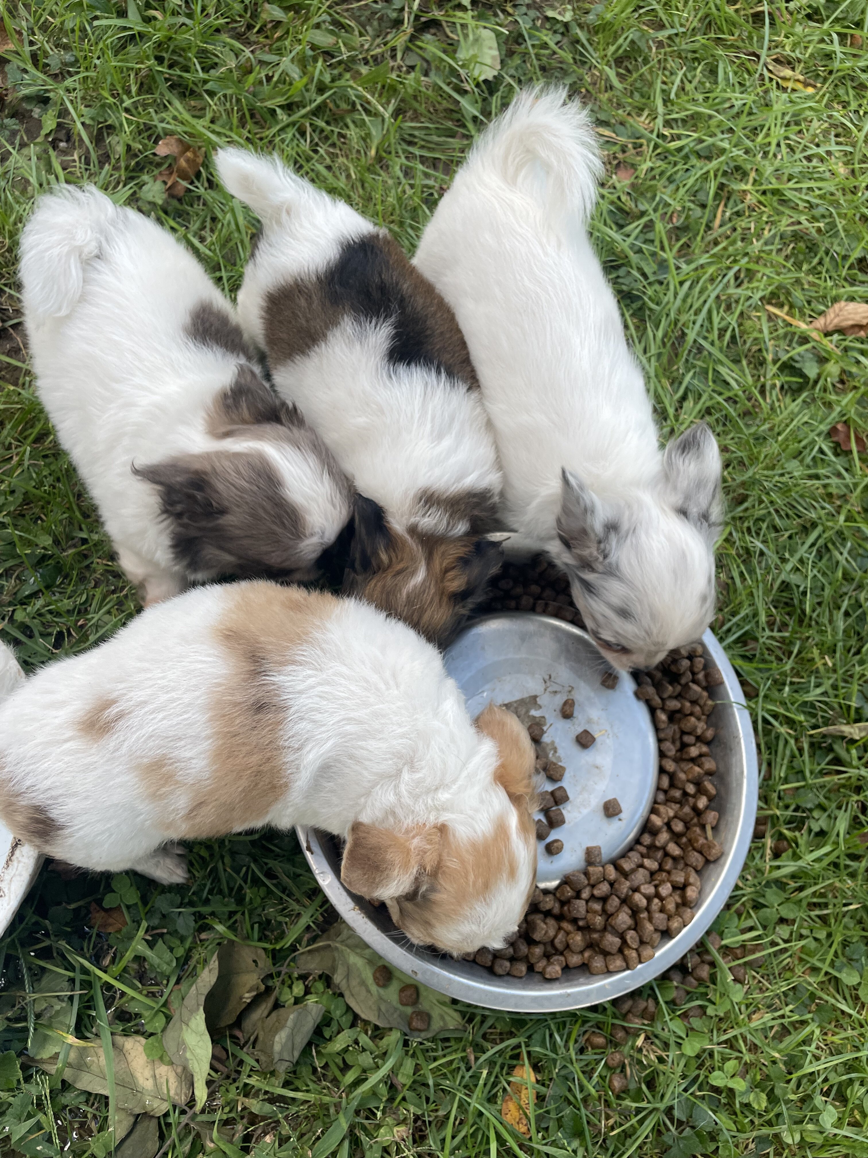 Long hair chihuahua puppies image 5