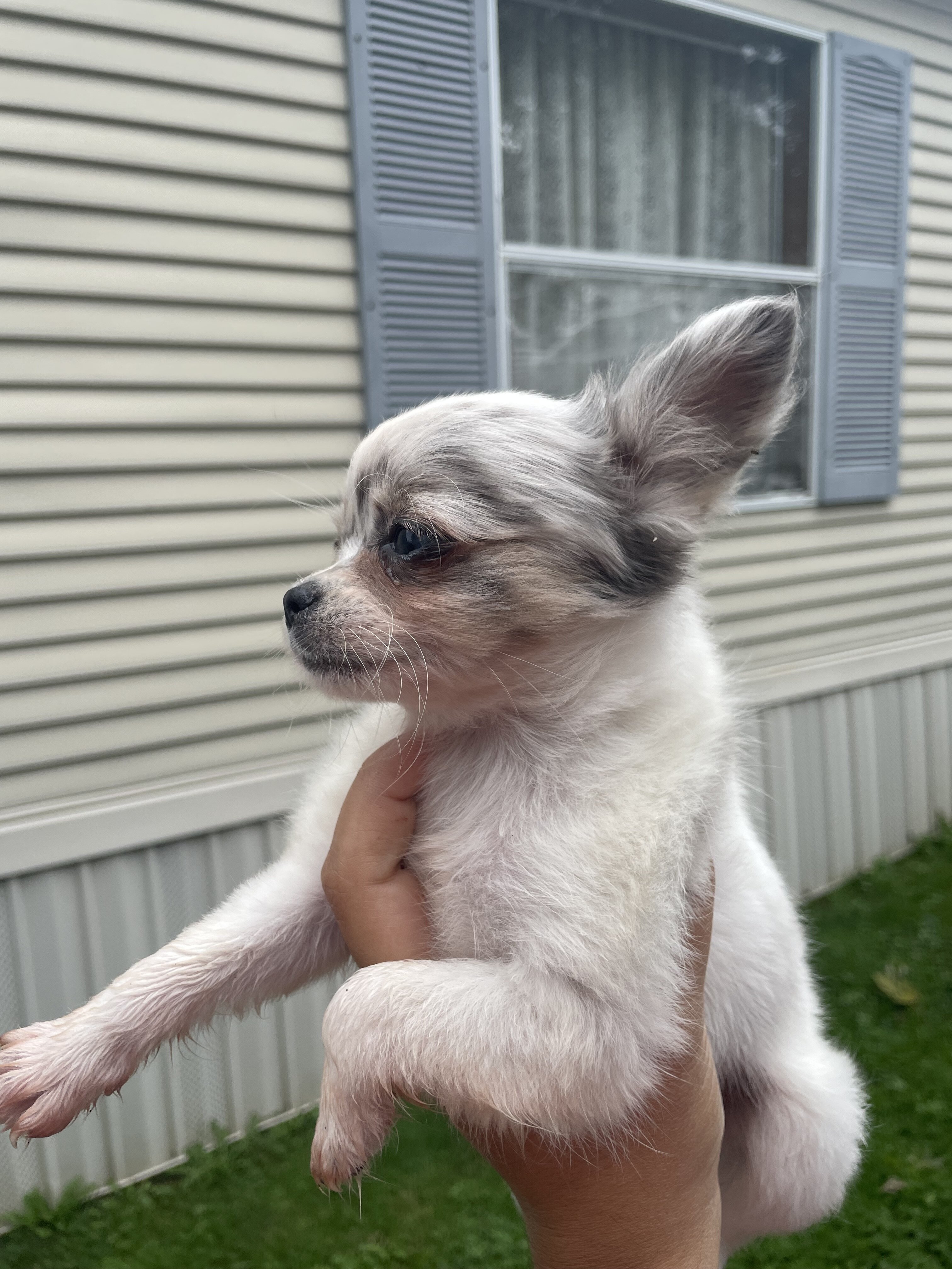 Long hair chihuahua puppies image 4