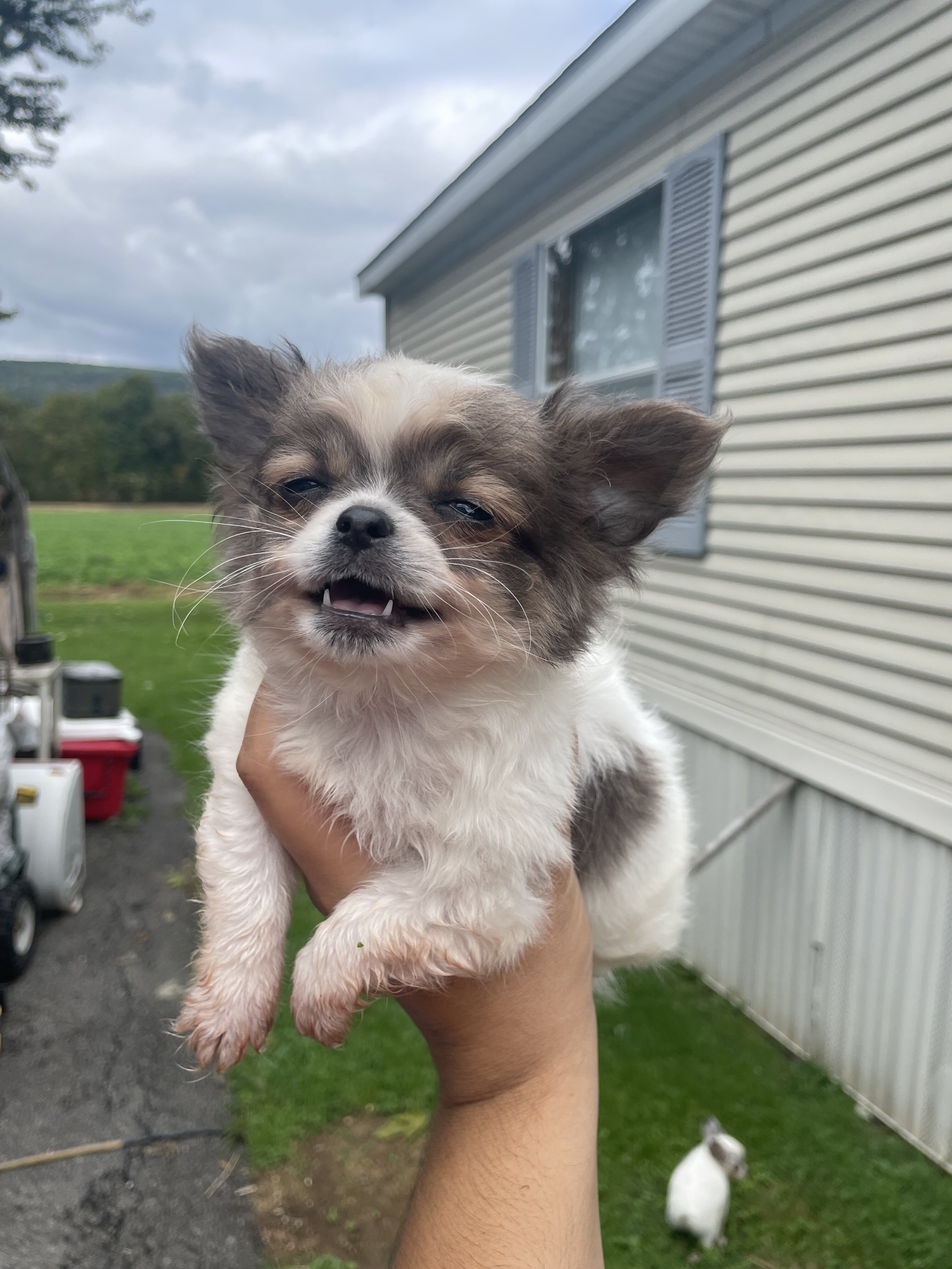 Long hair chihuahua puppies image 3