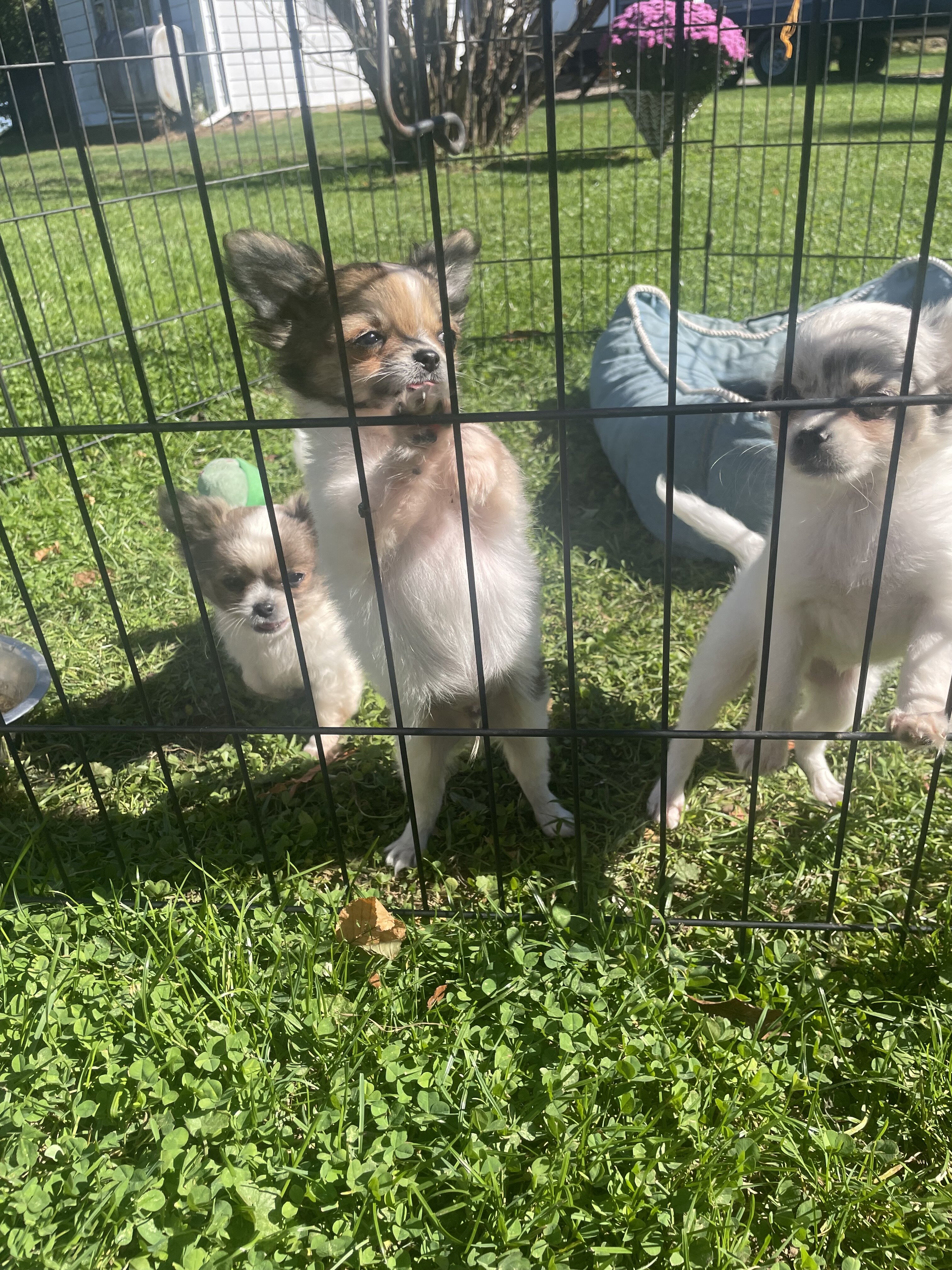 Long hair chihuahua puppies image 1