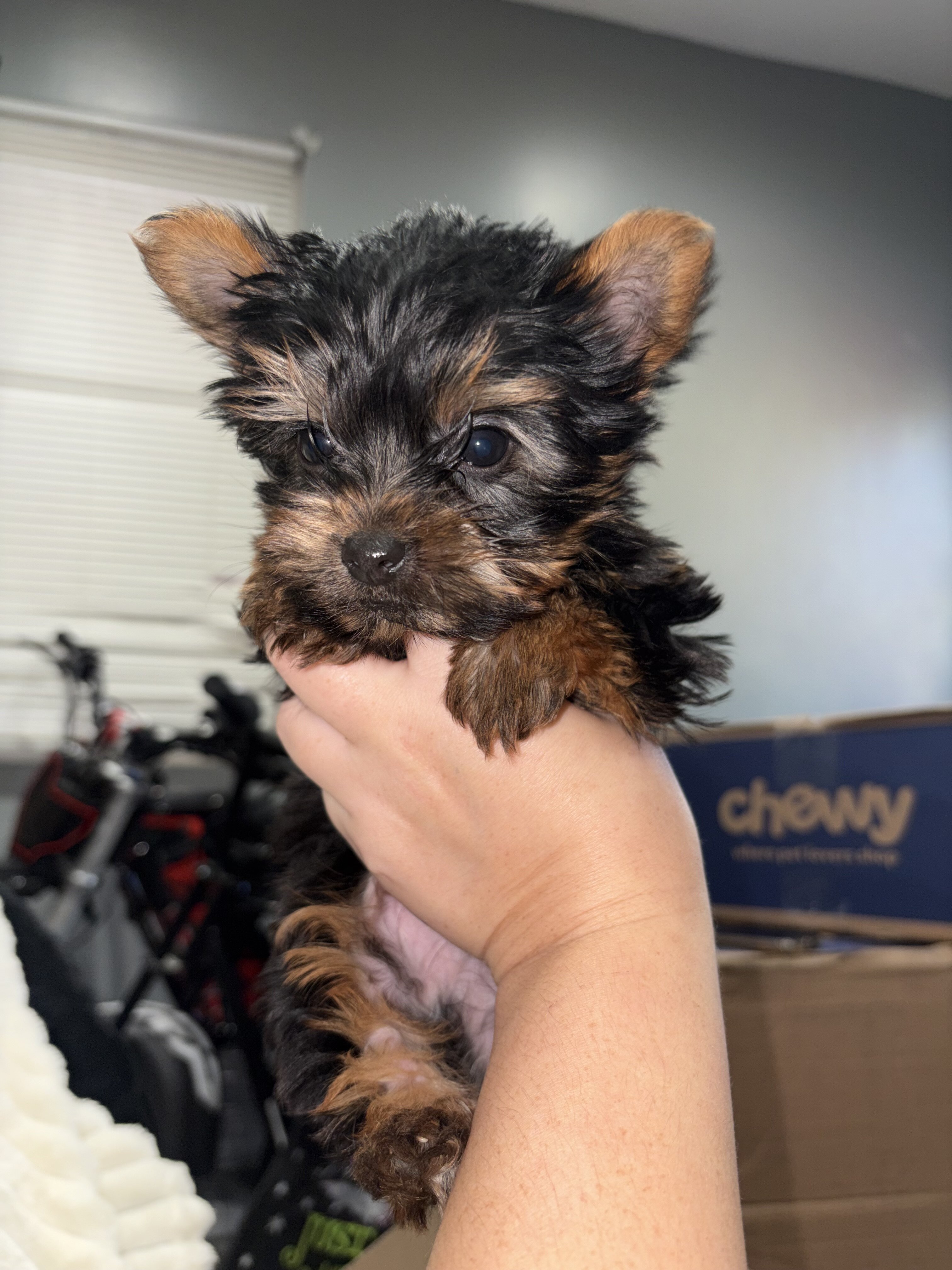 Teacup yorkies image 4