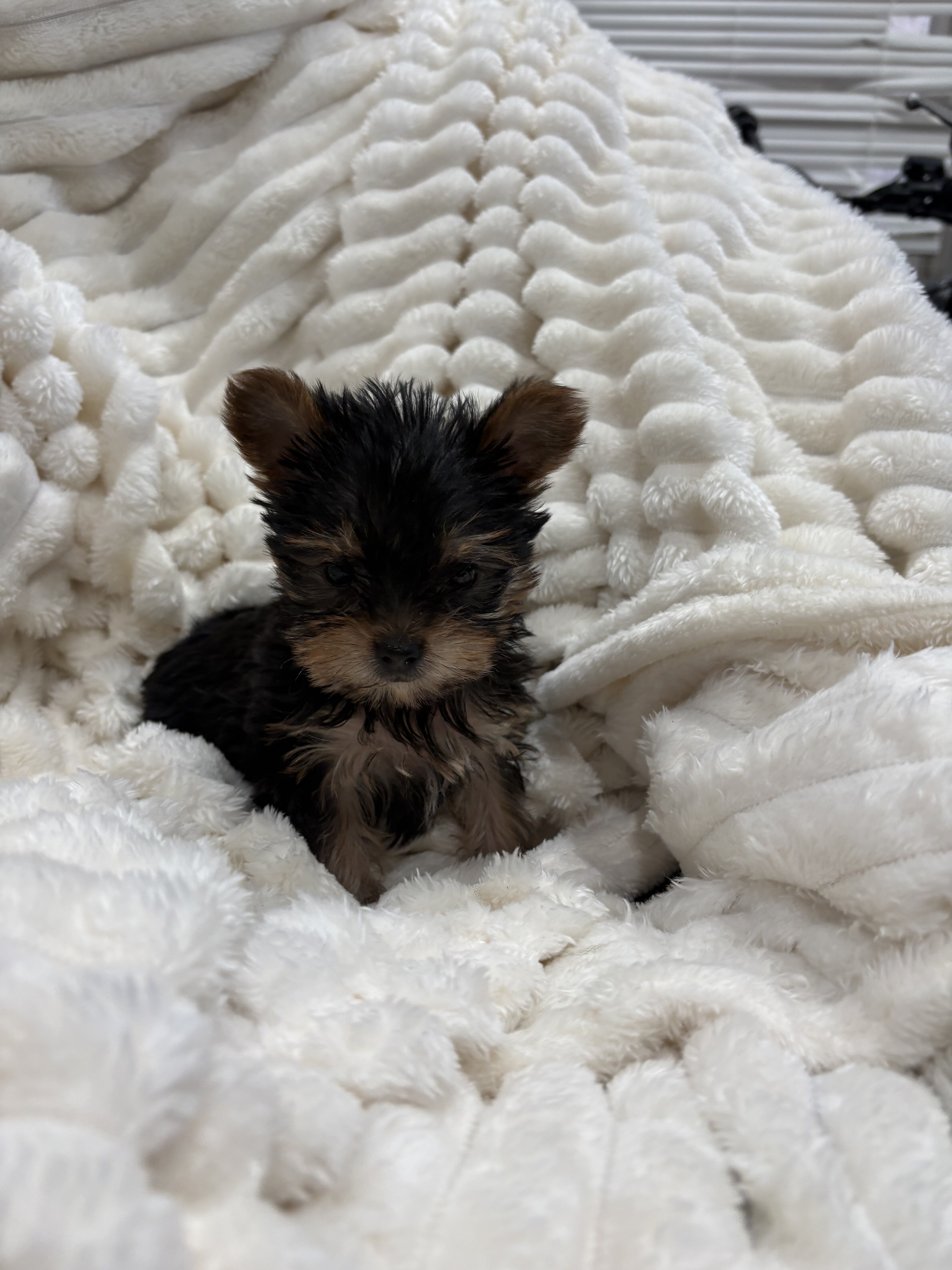Teacup yorkies image 3