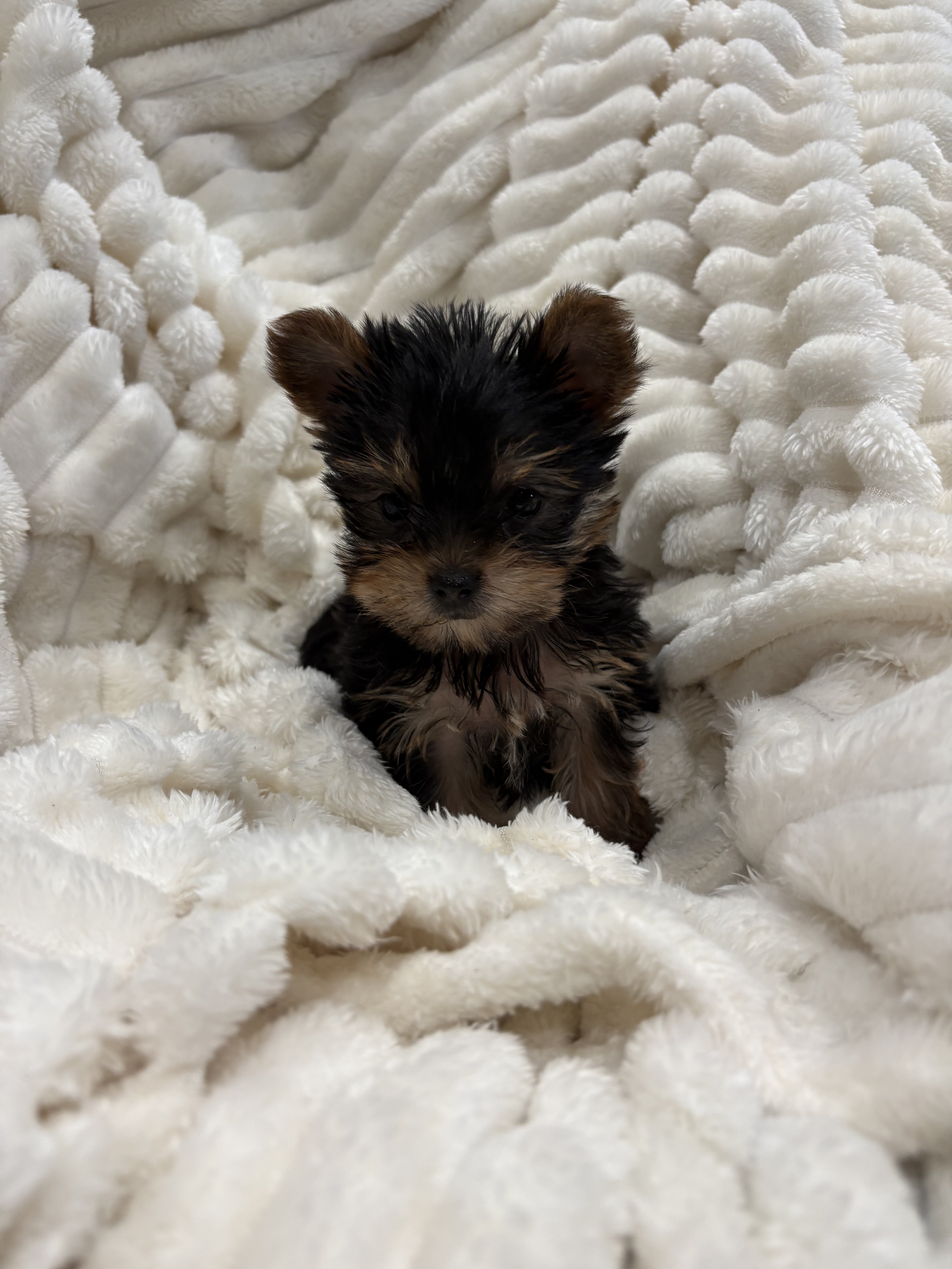 Teacup yorkies image 2