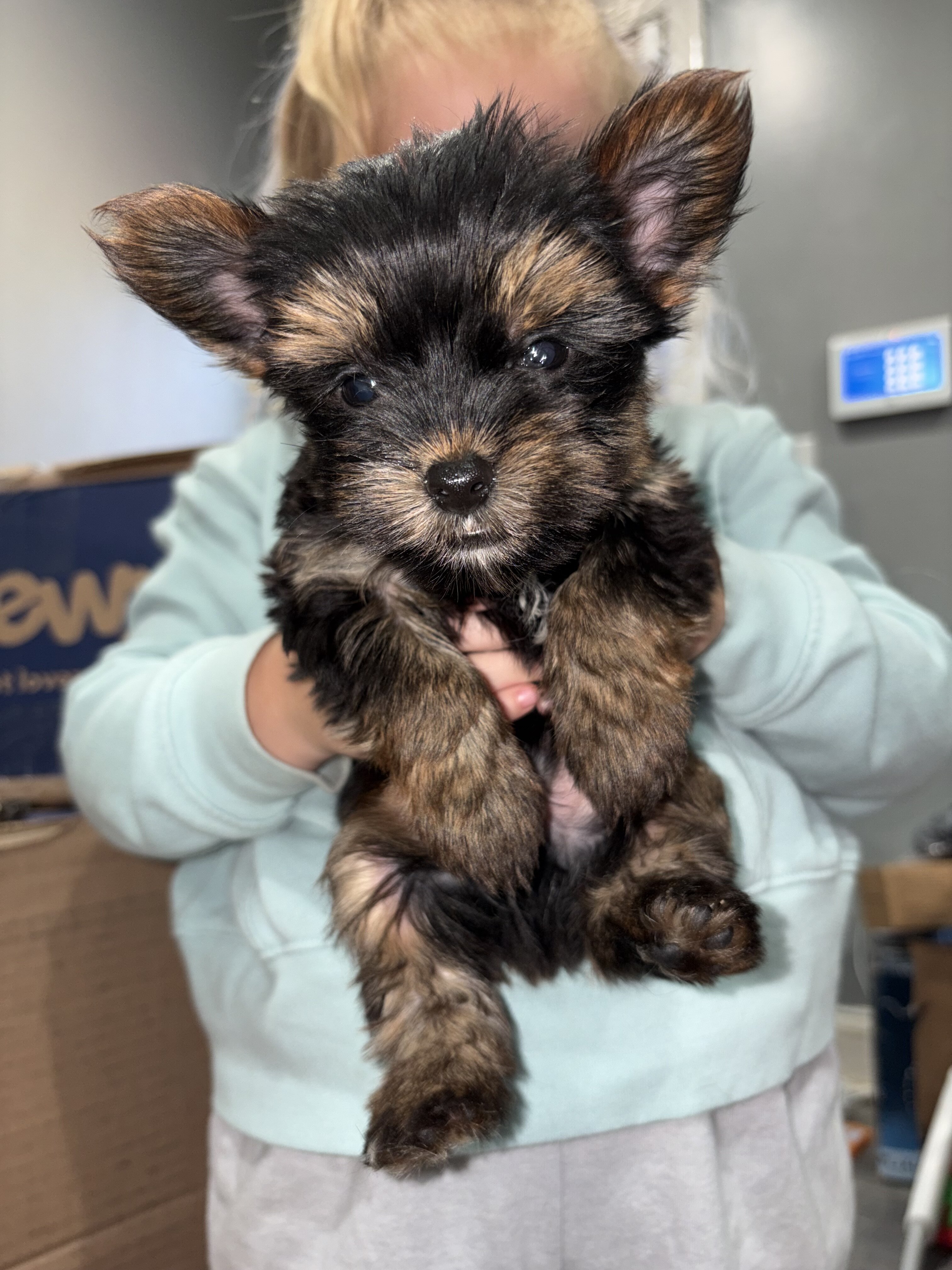Teacup yorkies image 1