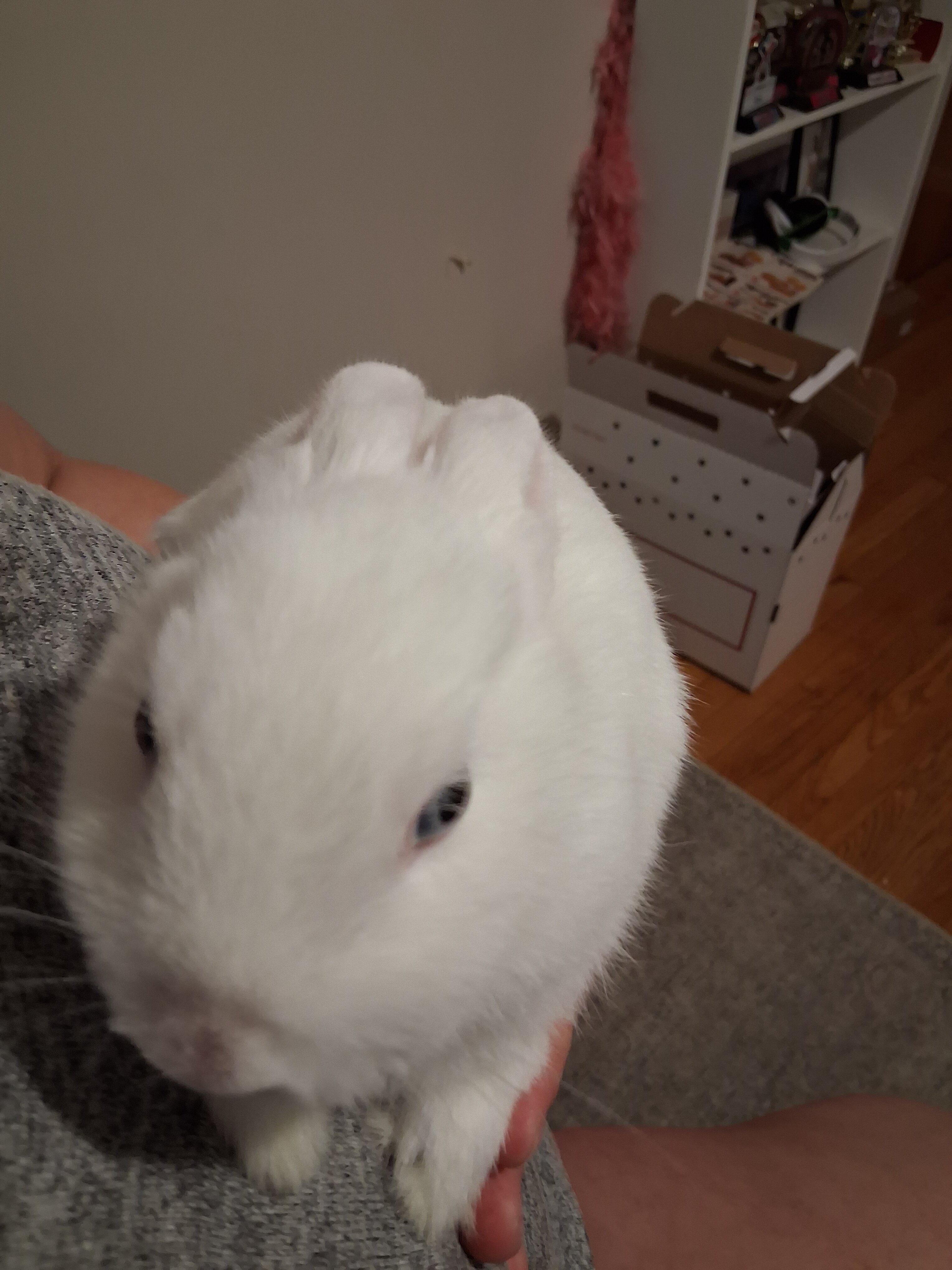 Bunny image 1