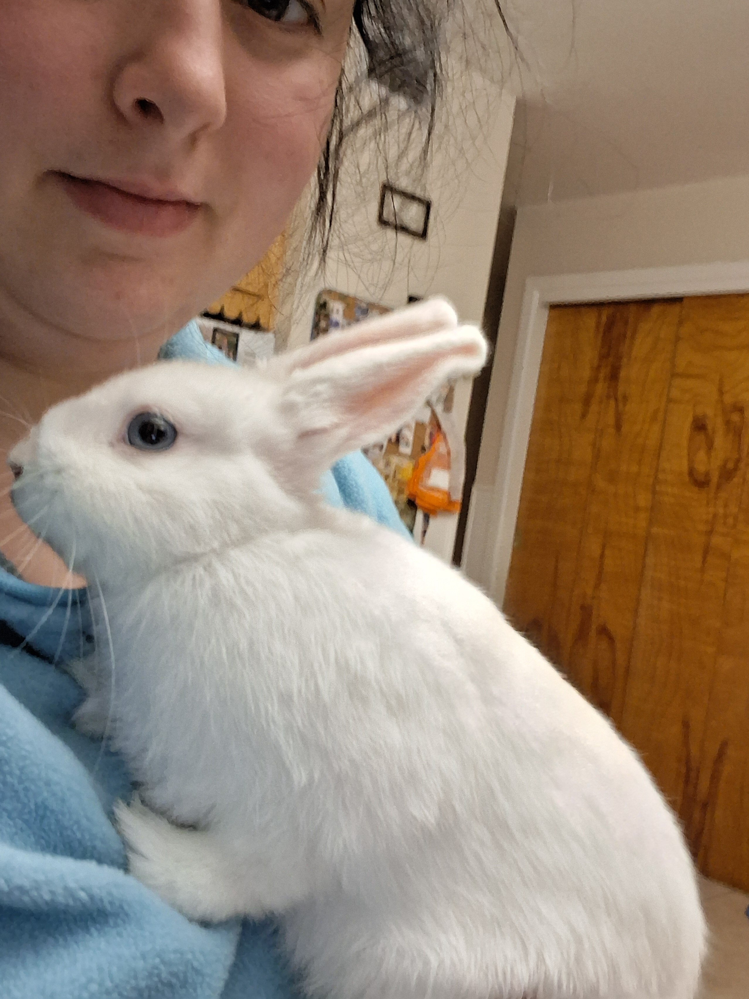 Bunny image 2