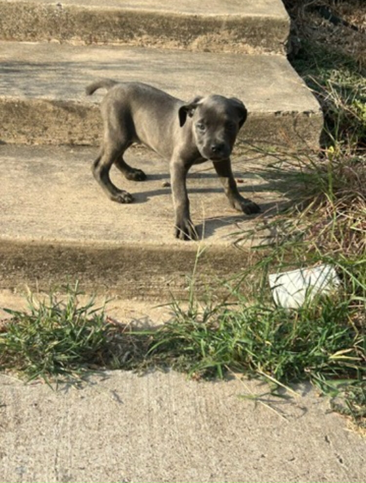Cane Corso puppies image 6
