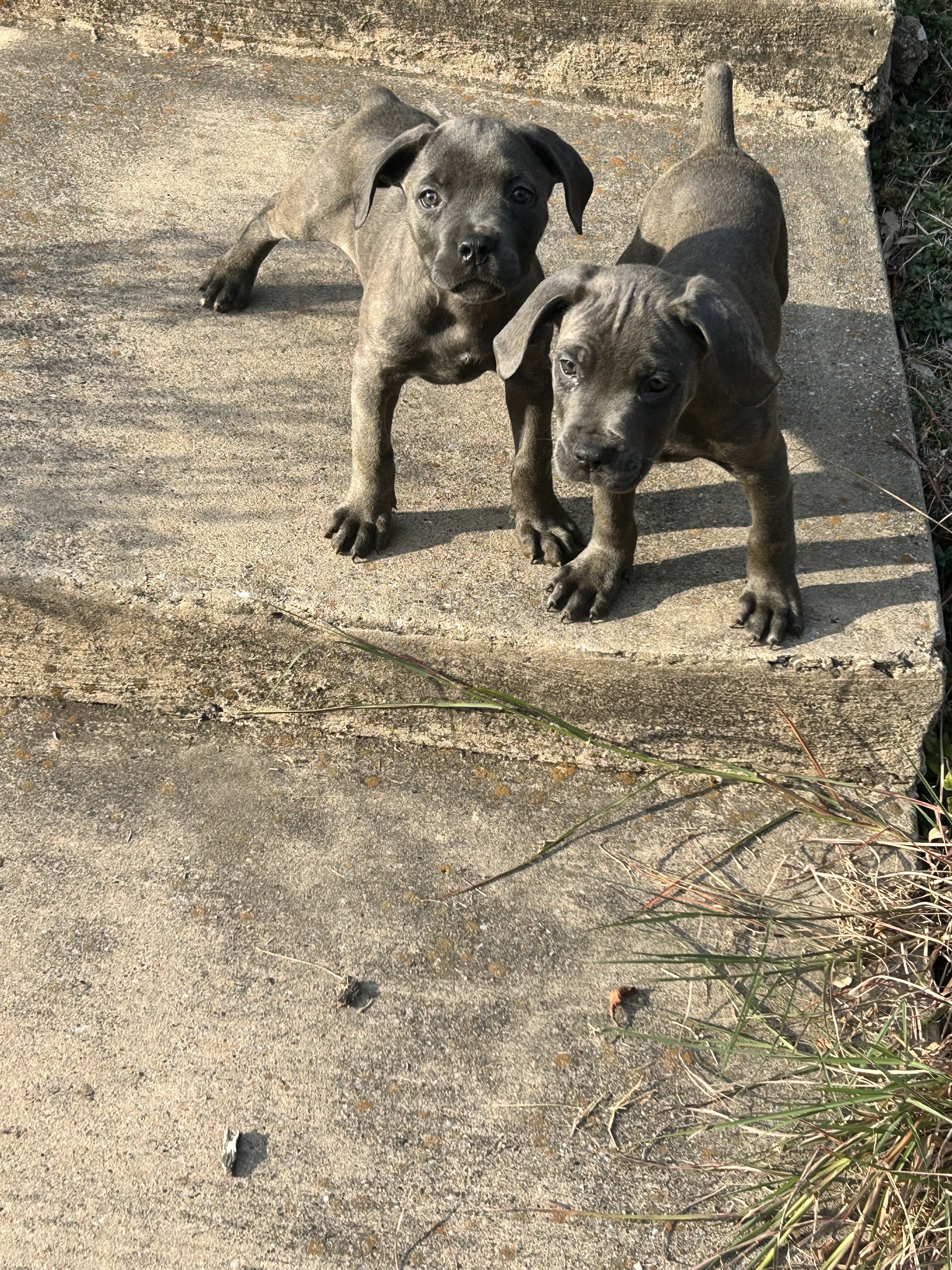 Cane Corso puppies image 5