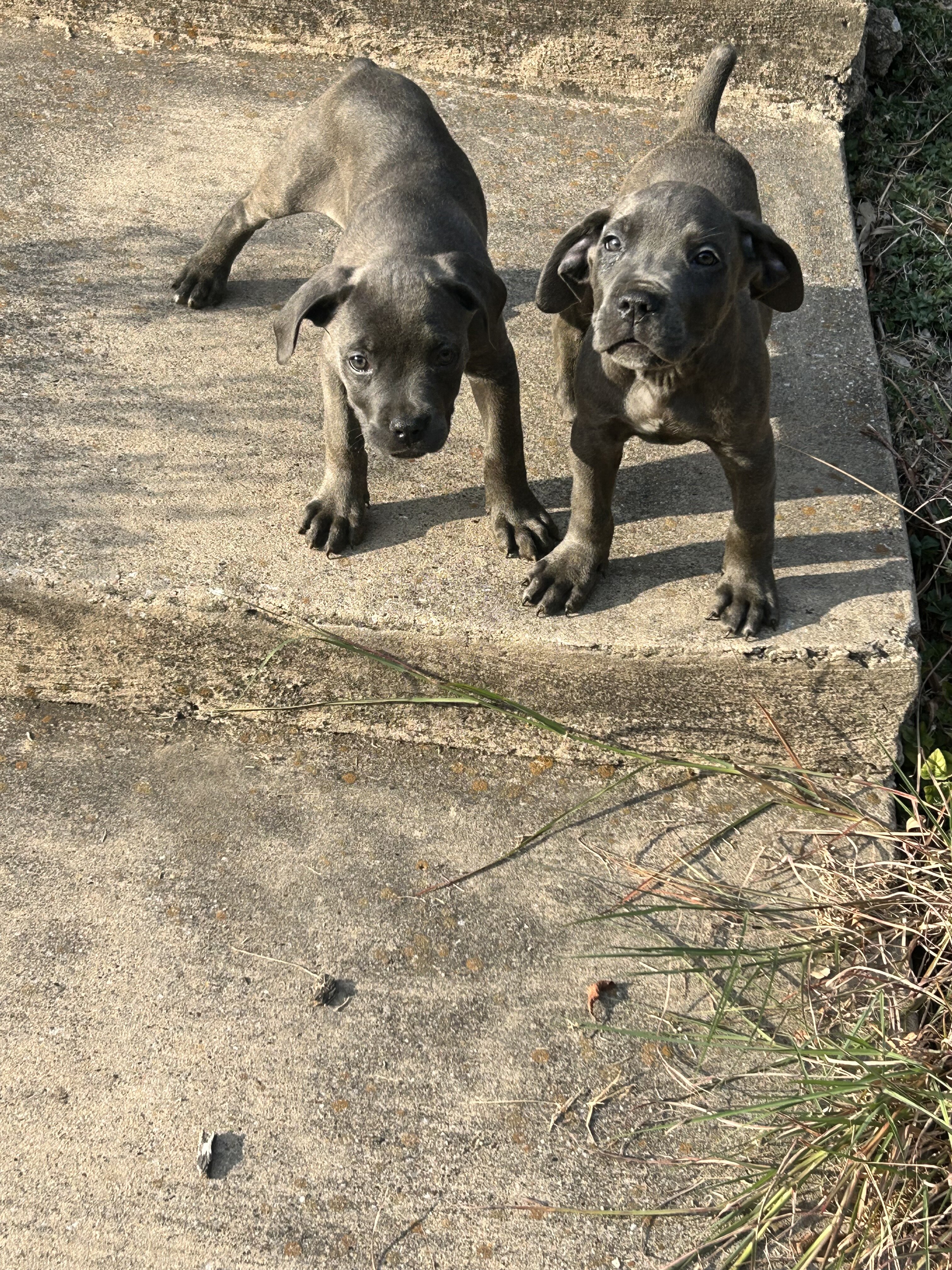 Cane Corso puppies image 4