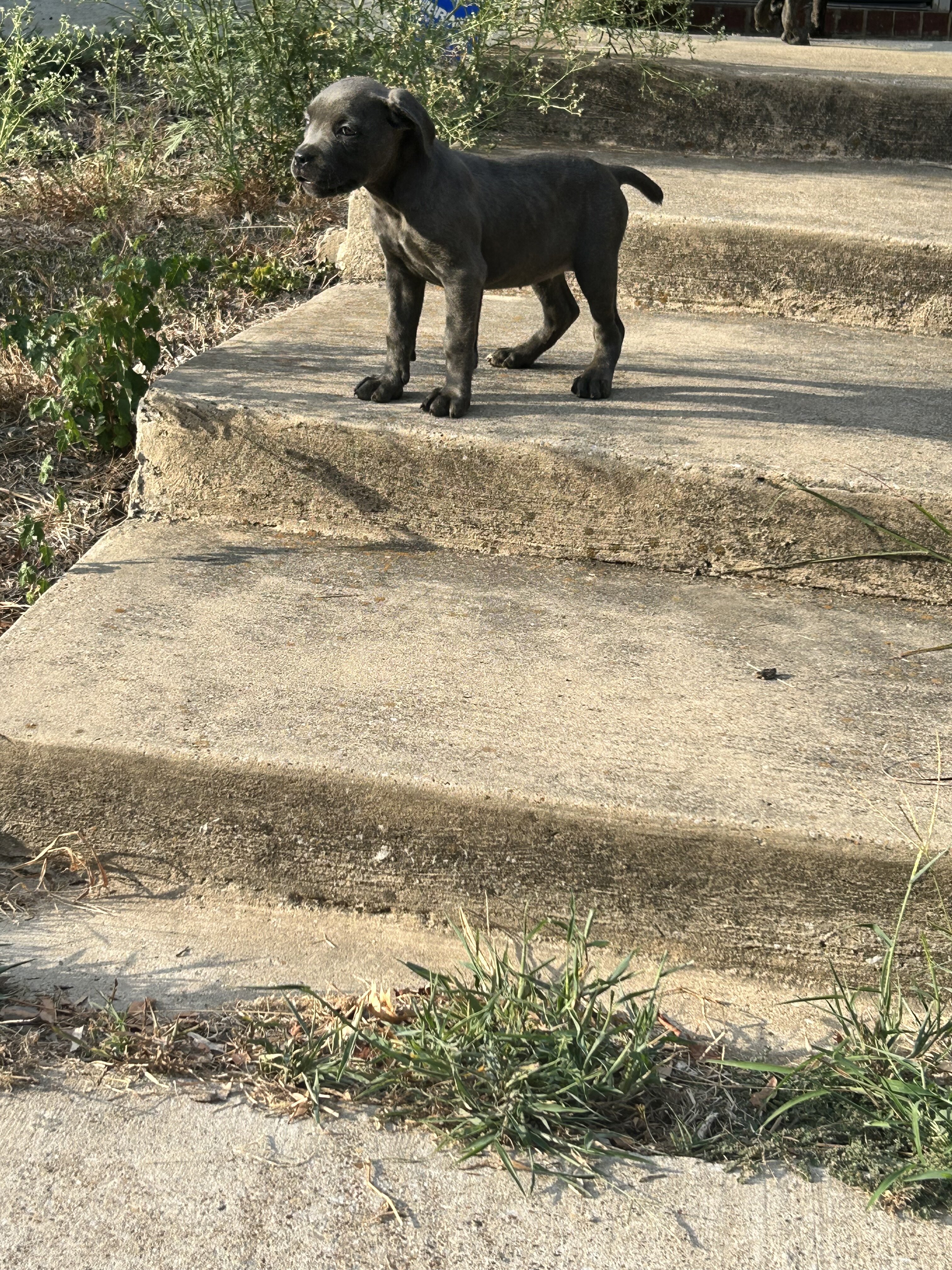 Cane Corso puppies image 3