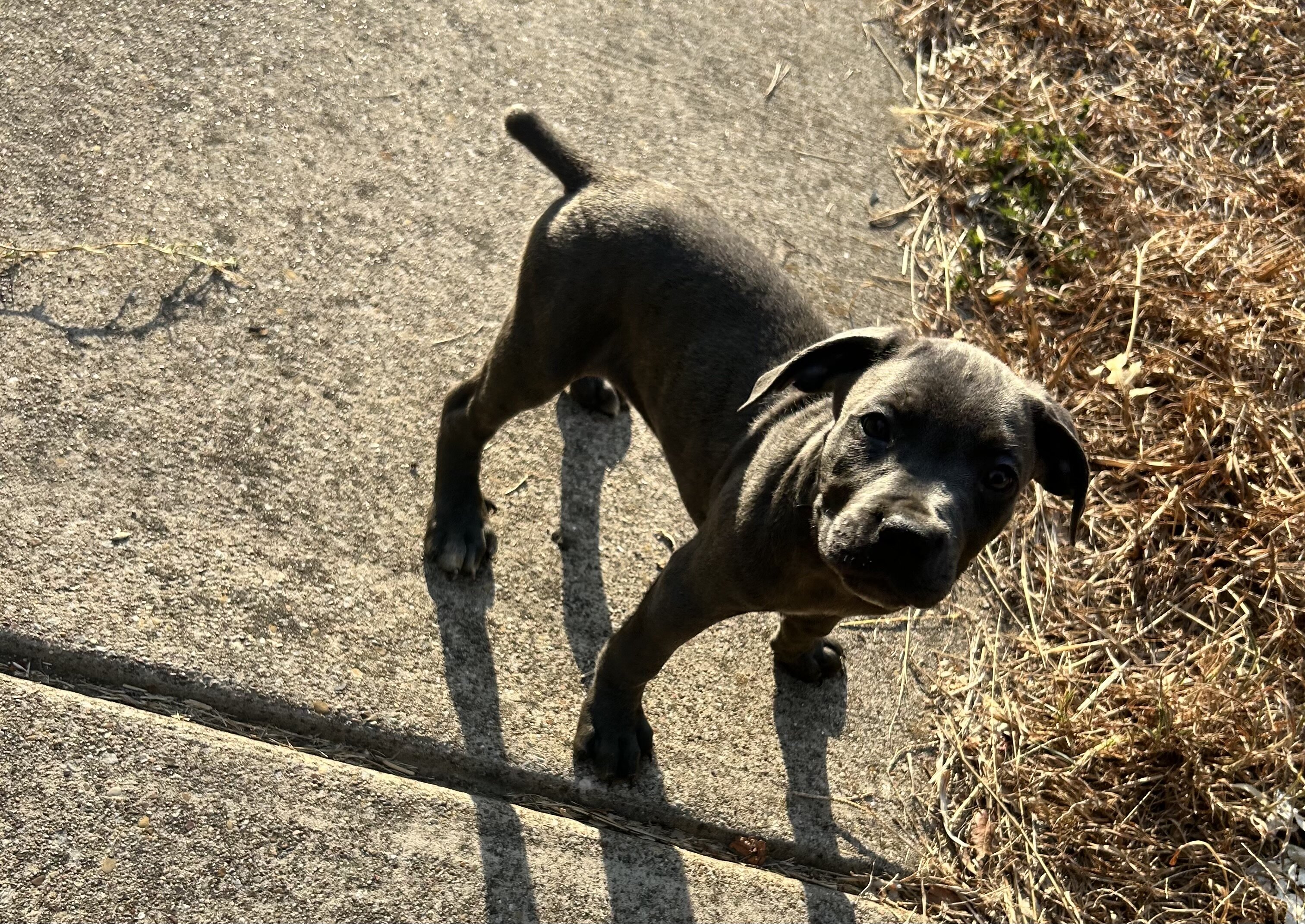 Cane Corso puppies image 1