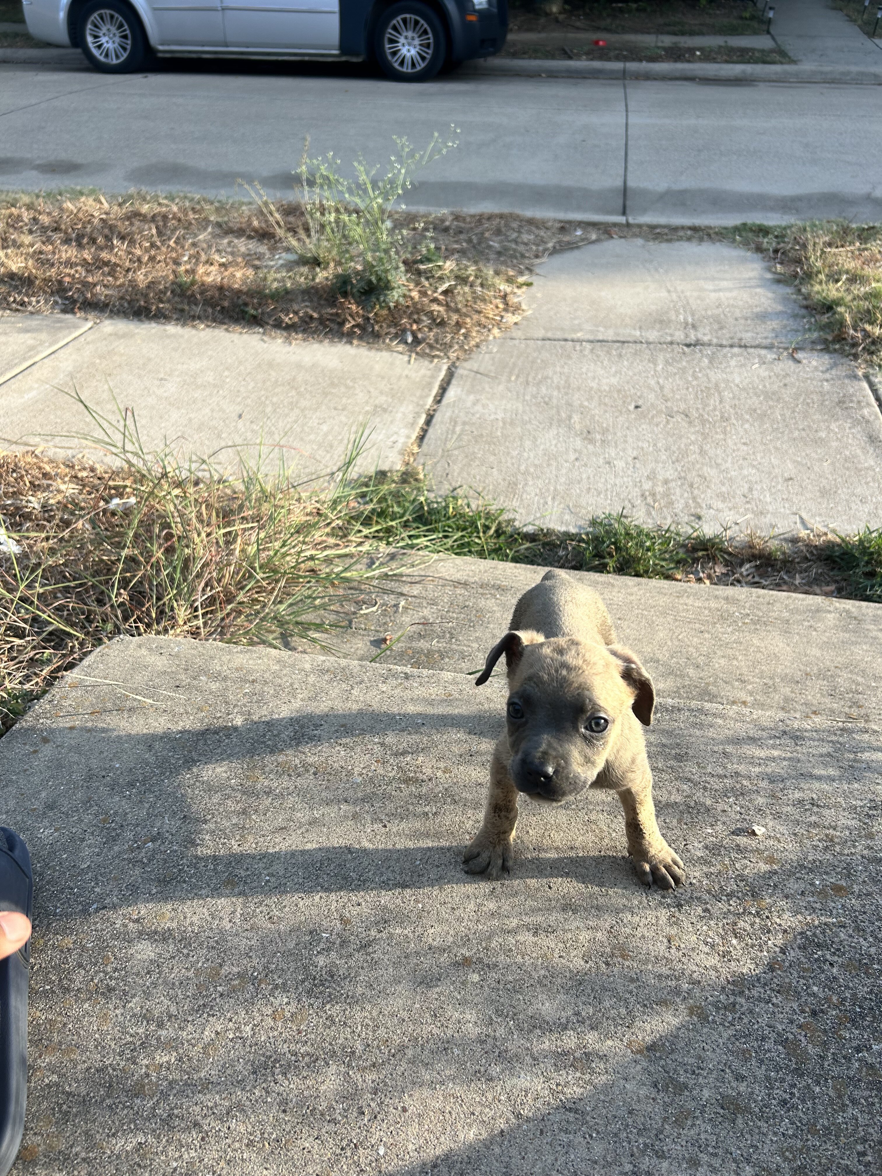 Cane Corso puppies image 2