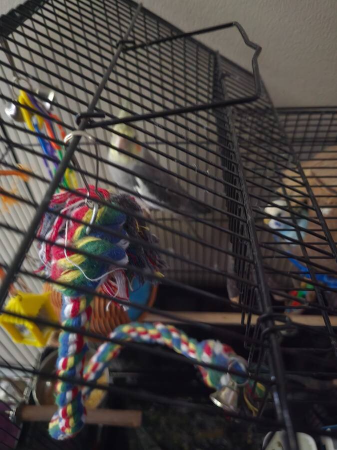 REHOMING Young cockatiel and parakeet image 2