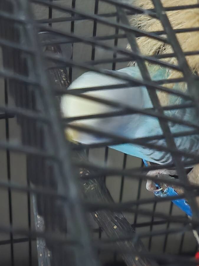 REHOMING Young cockatiel and parakeet image 3