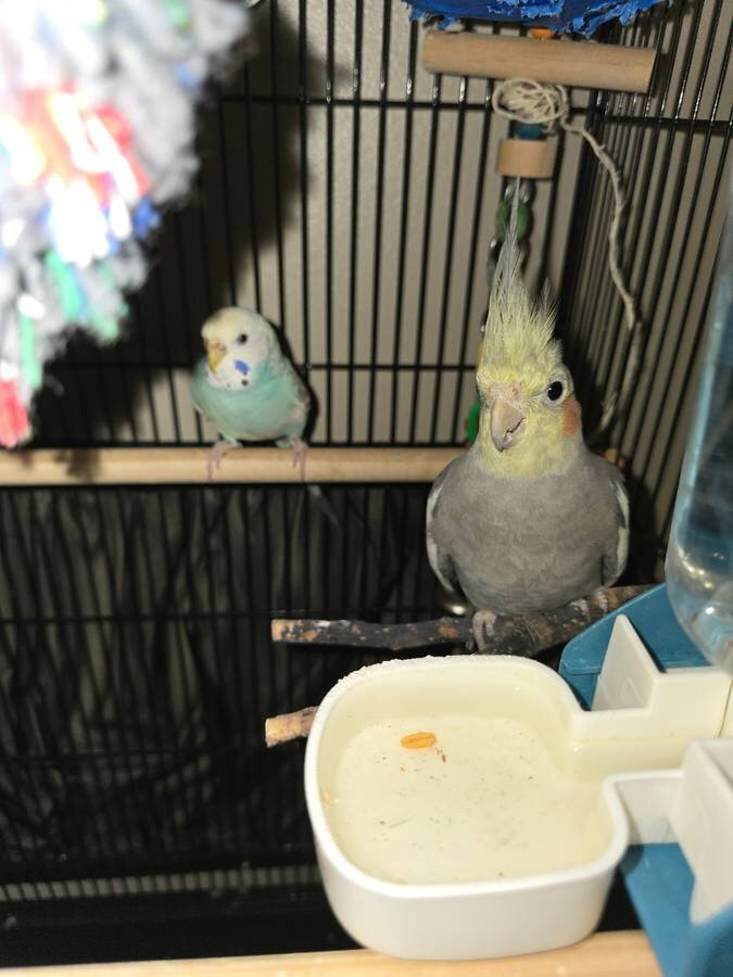 REHOMING Young cockatiel and parakeet image 1