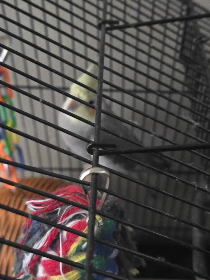 REHOMING Young cockatiel and parakeet image 4