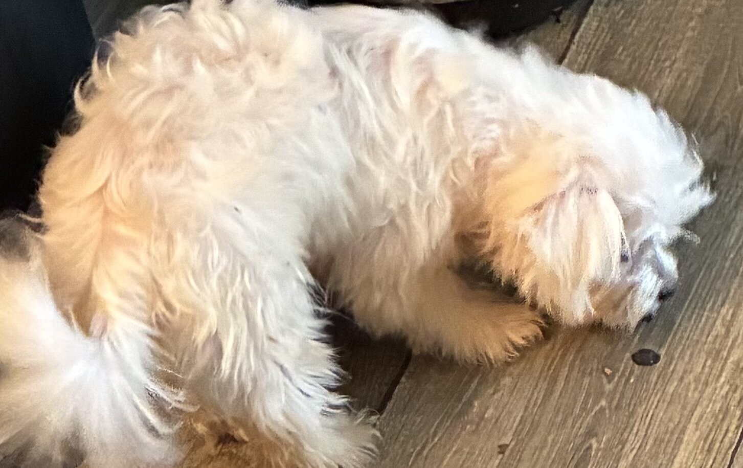 Puppy image 3