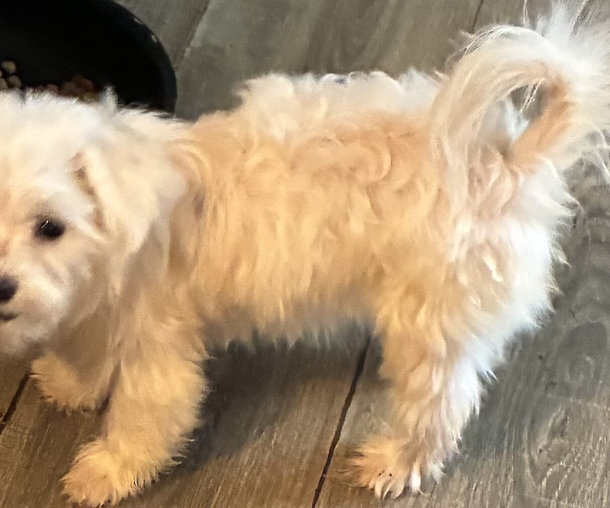 Puppy image 2