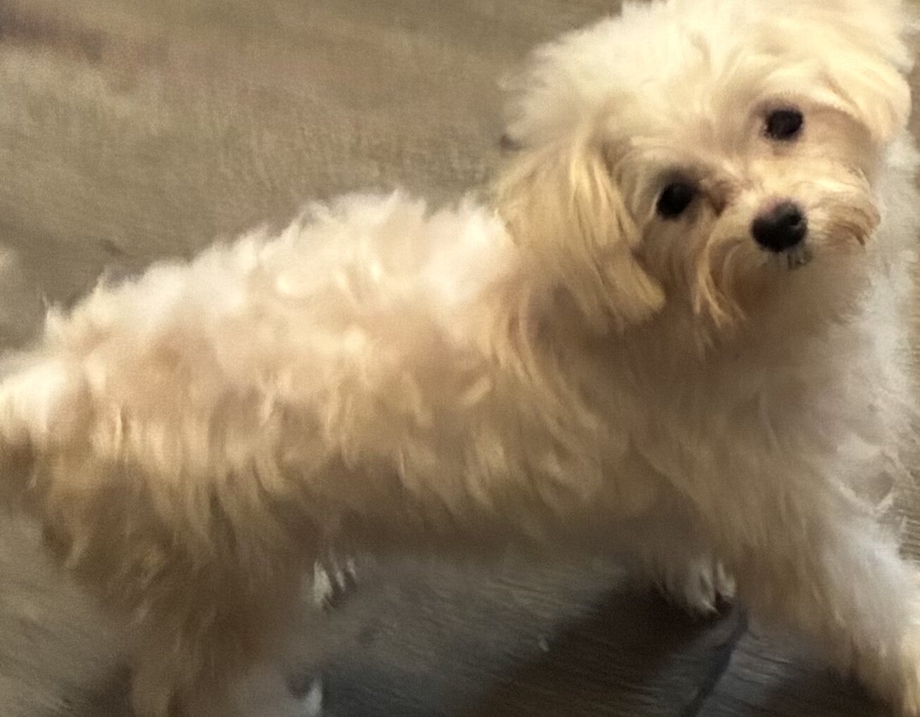 Puppy image 1