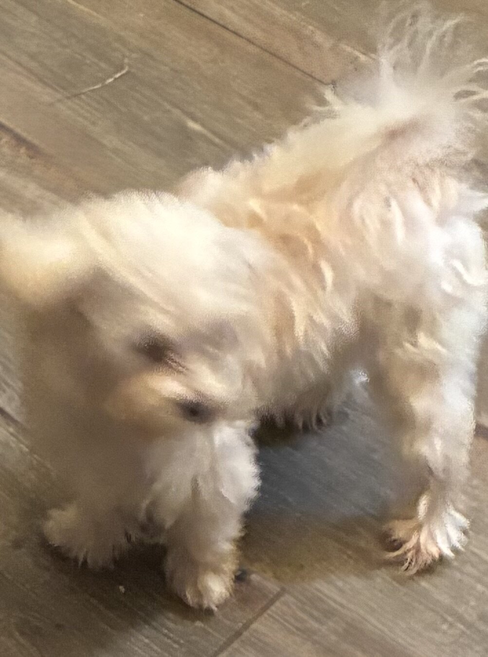 Puppy image 4