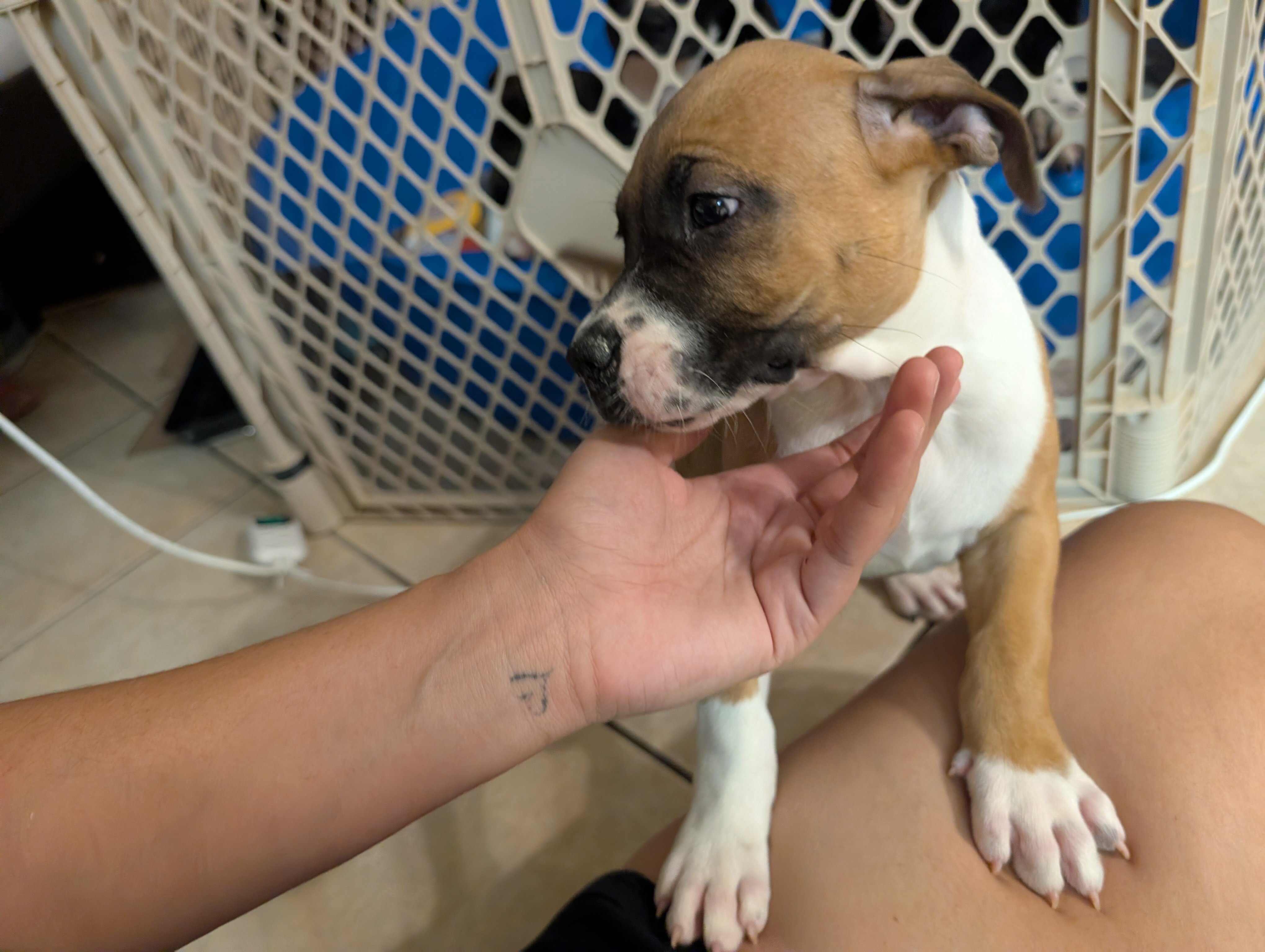 American staffordshire terrier image 7