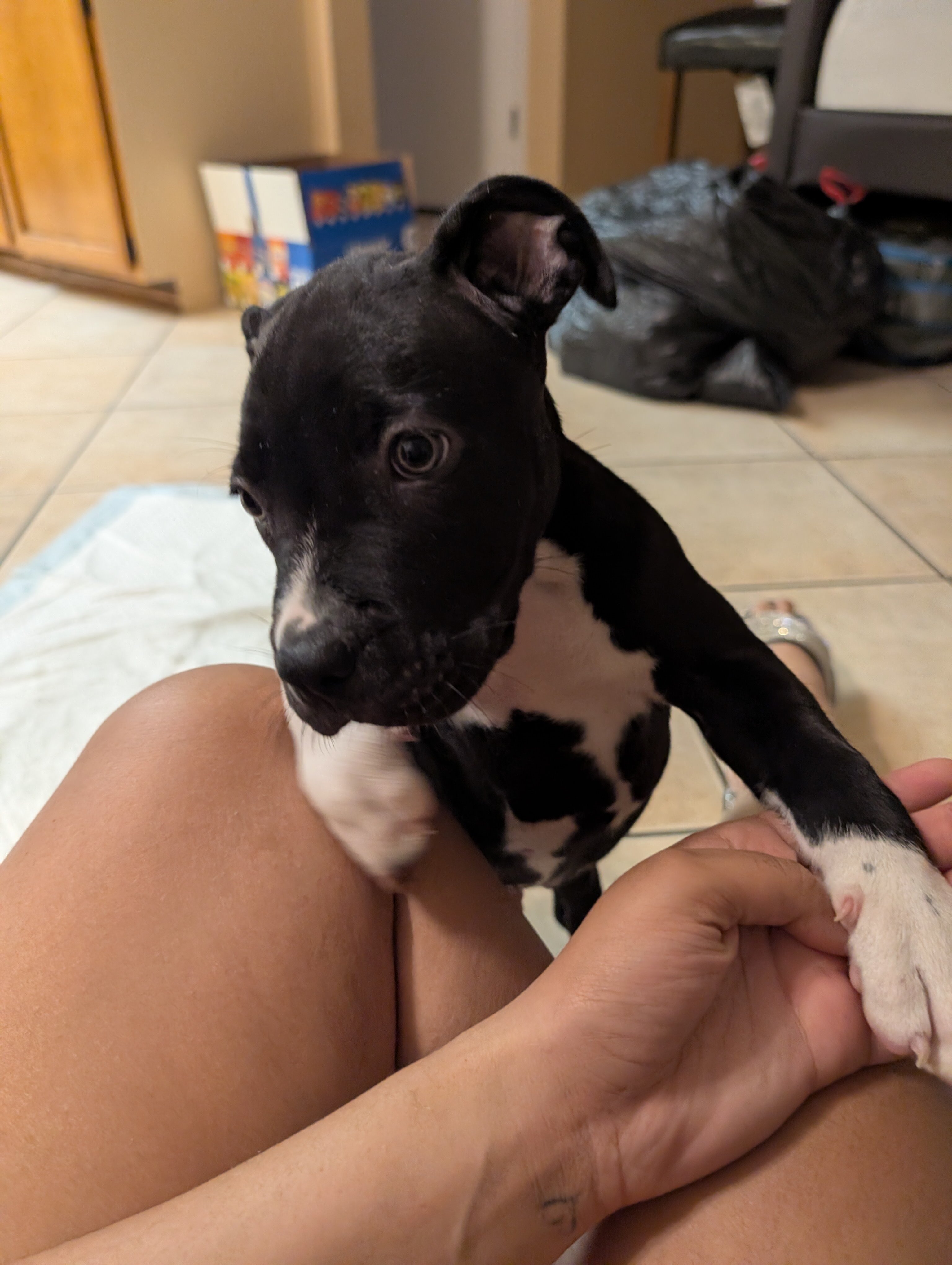 American staffordshire terrier image 8