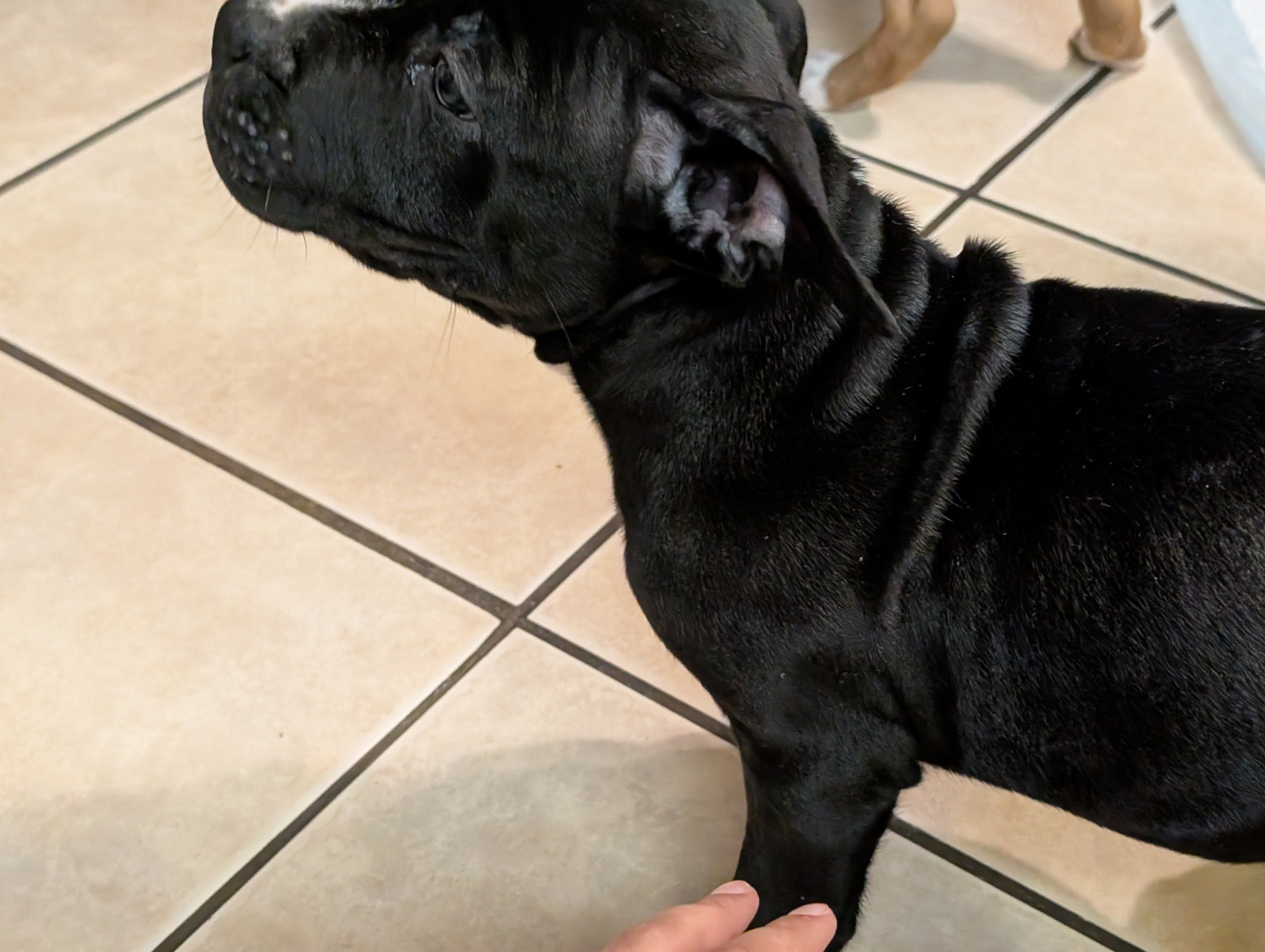 American staffordshire terrier image 6
