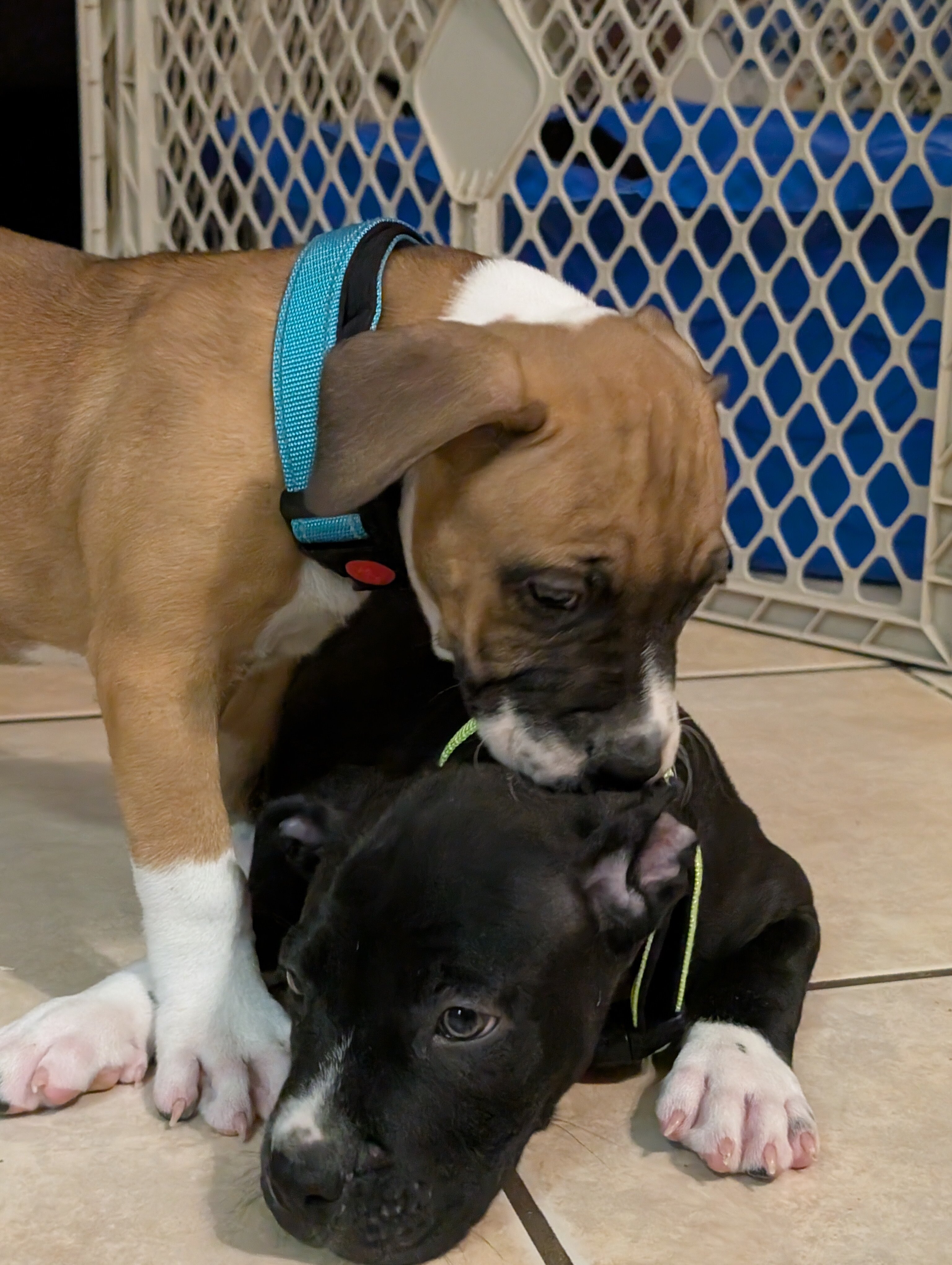 American staffordshire terrier image 5
