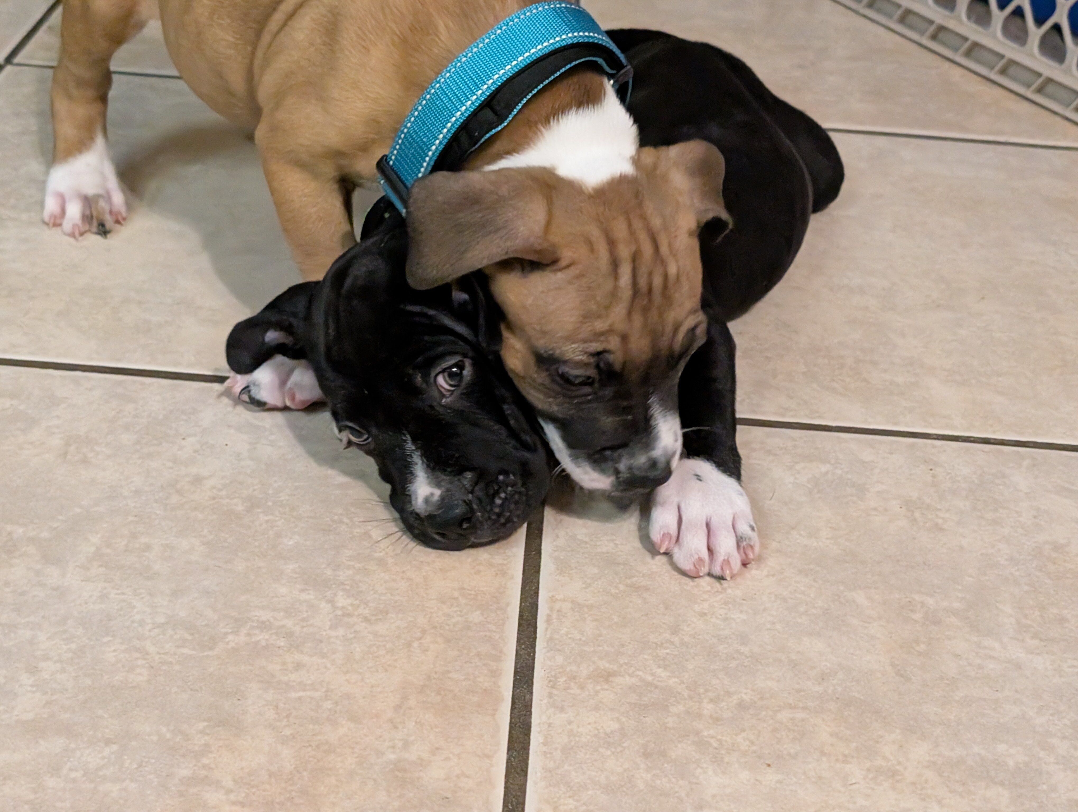 American staffordshire terrier image 4